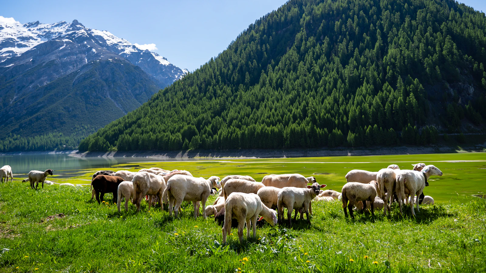 Flock grazing below mountains