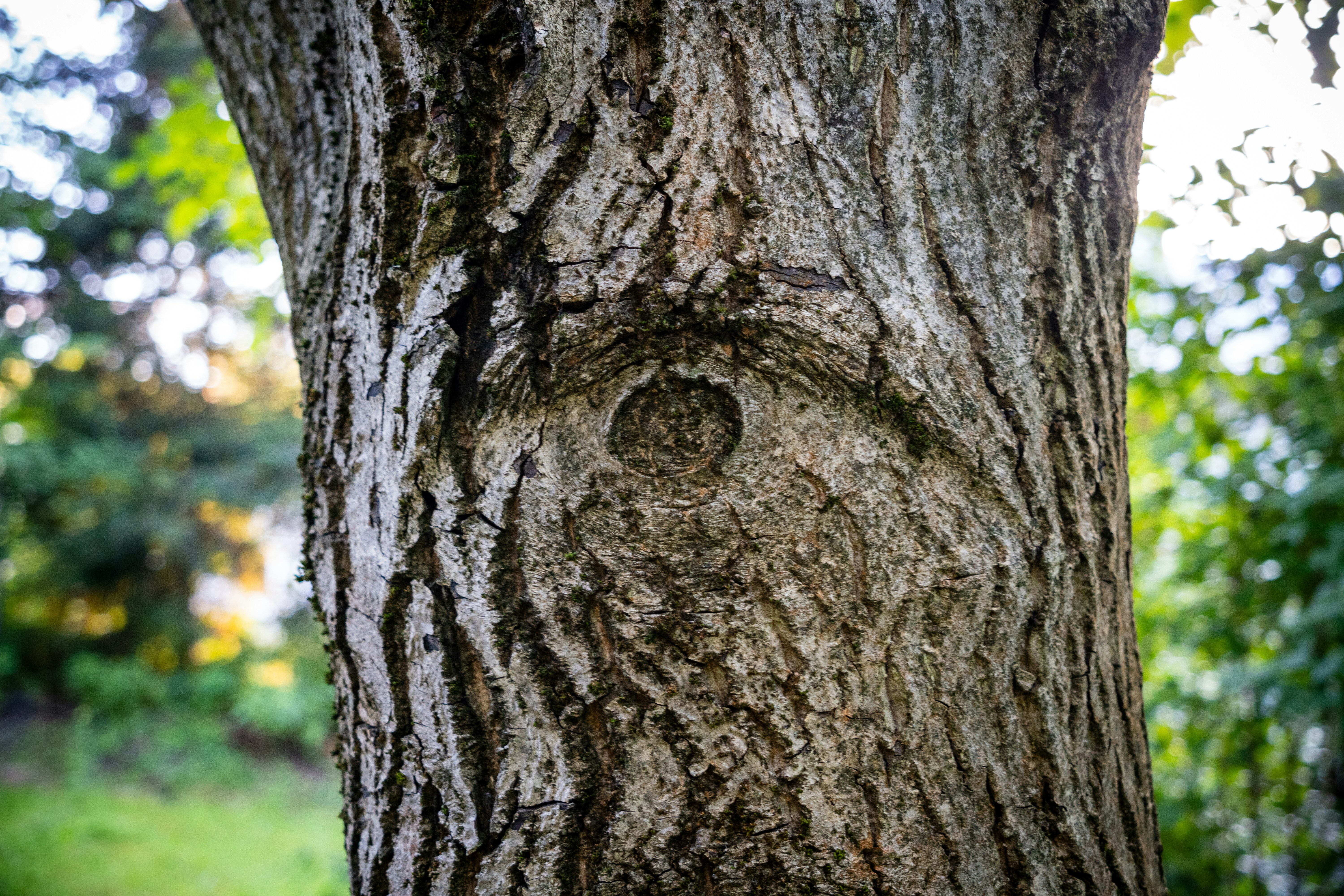 A close up of the trunk of a tree