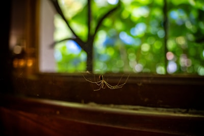 A blurry photo of a window with a spider on it