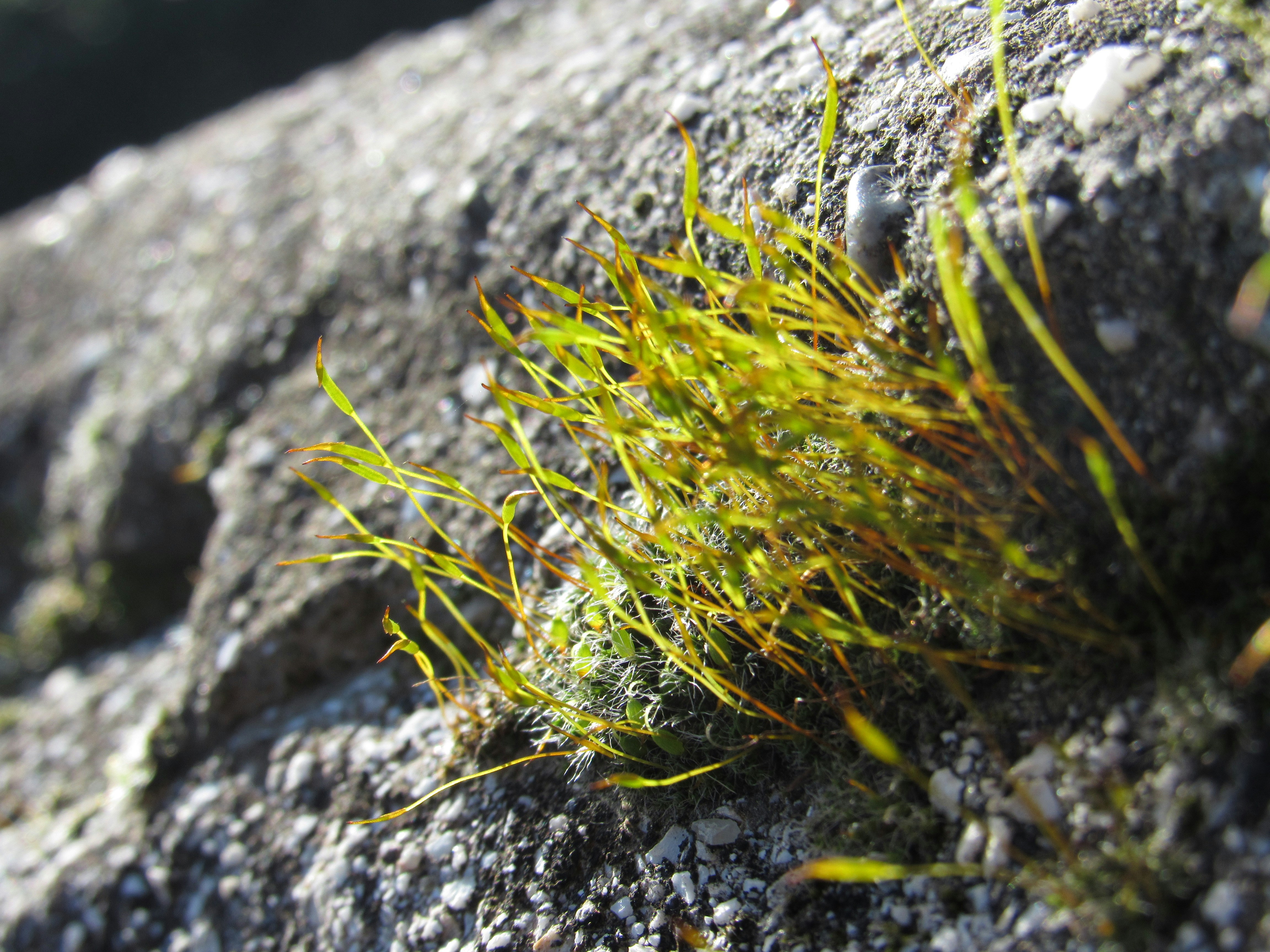 A close up of some grass growing on a rock