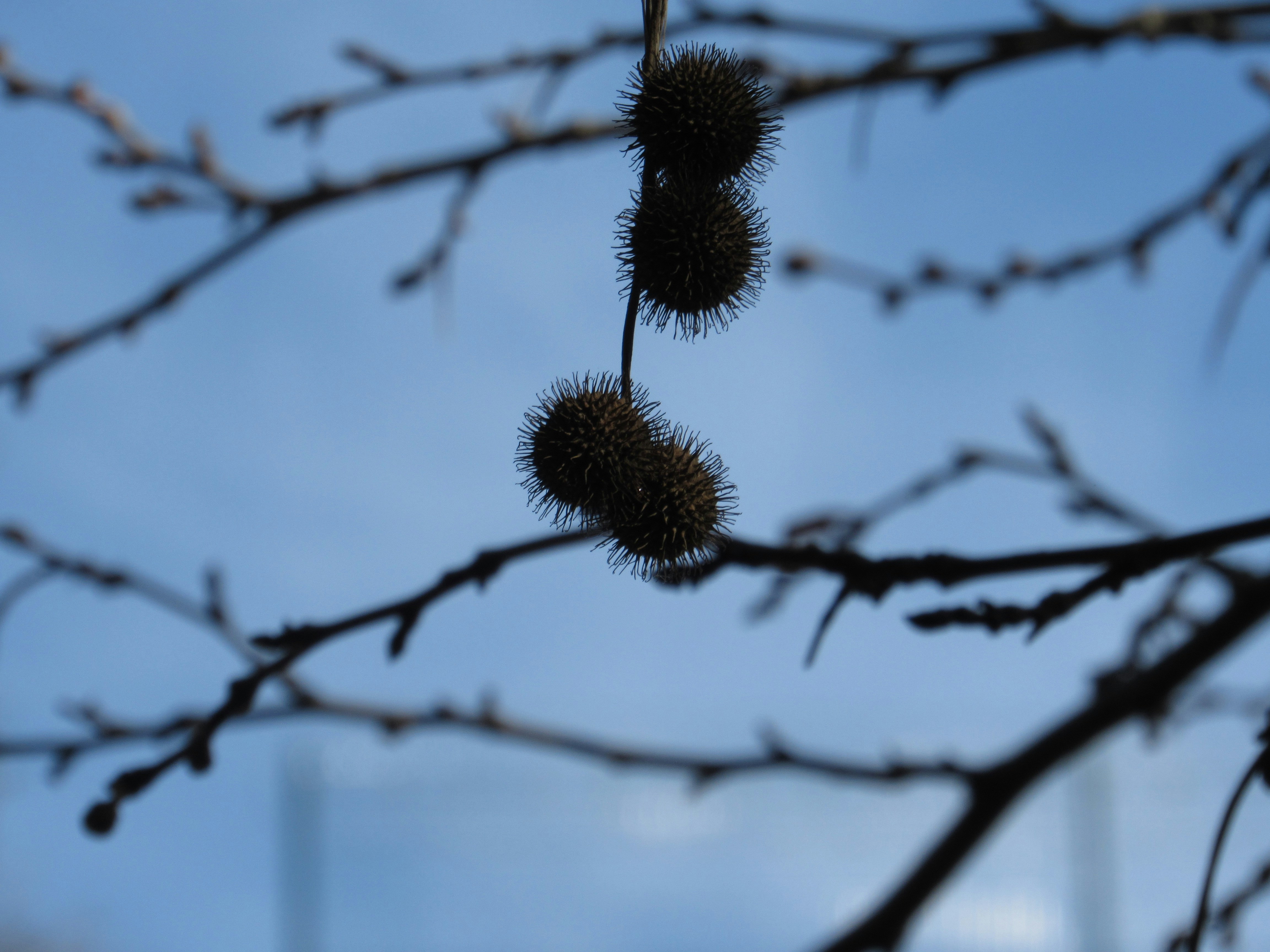 A bunch of fruit hanging from a tree branch