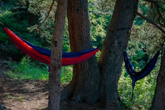A hammock hanging between two trees in a forest