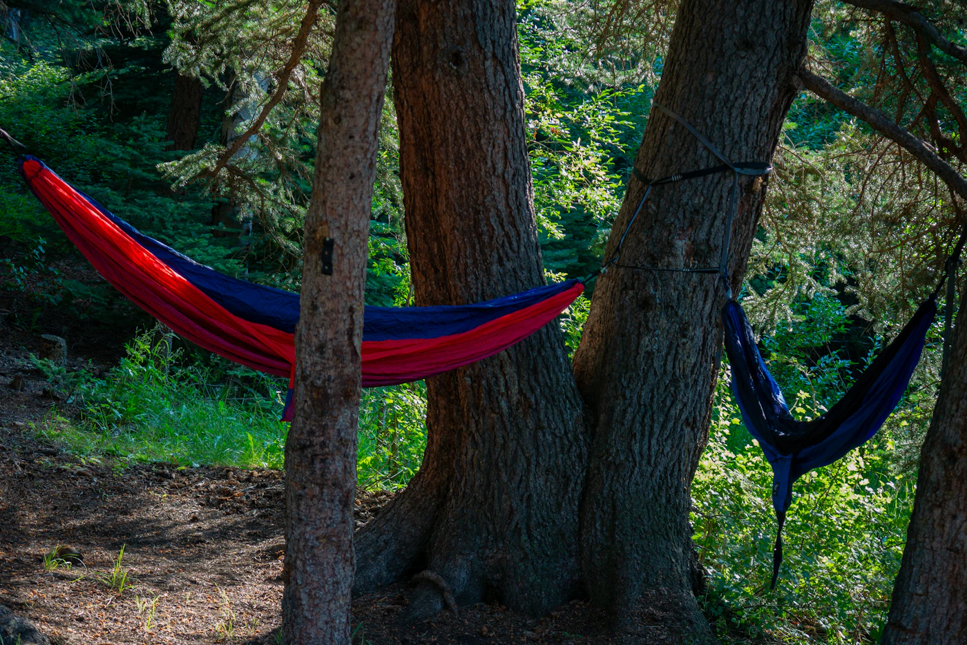 Hammock arranged in a forest campsite