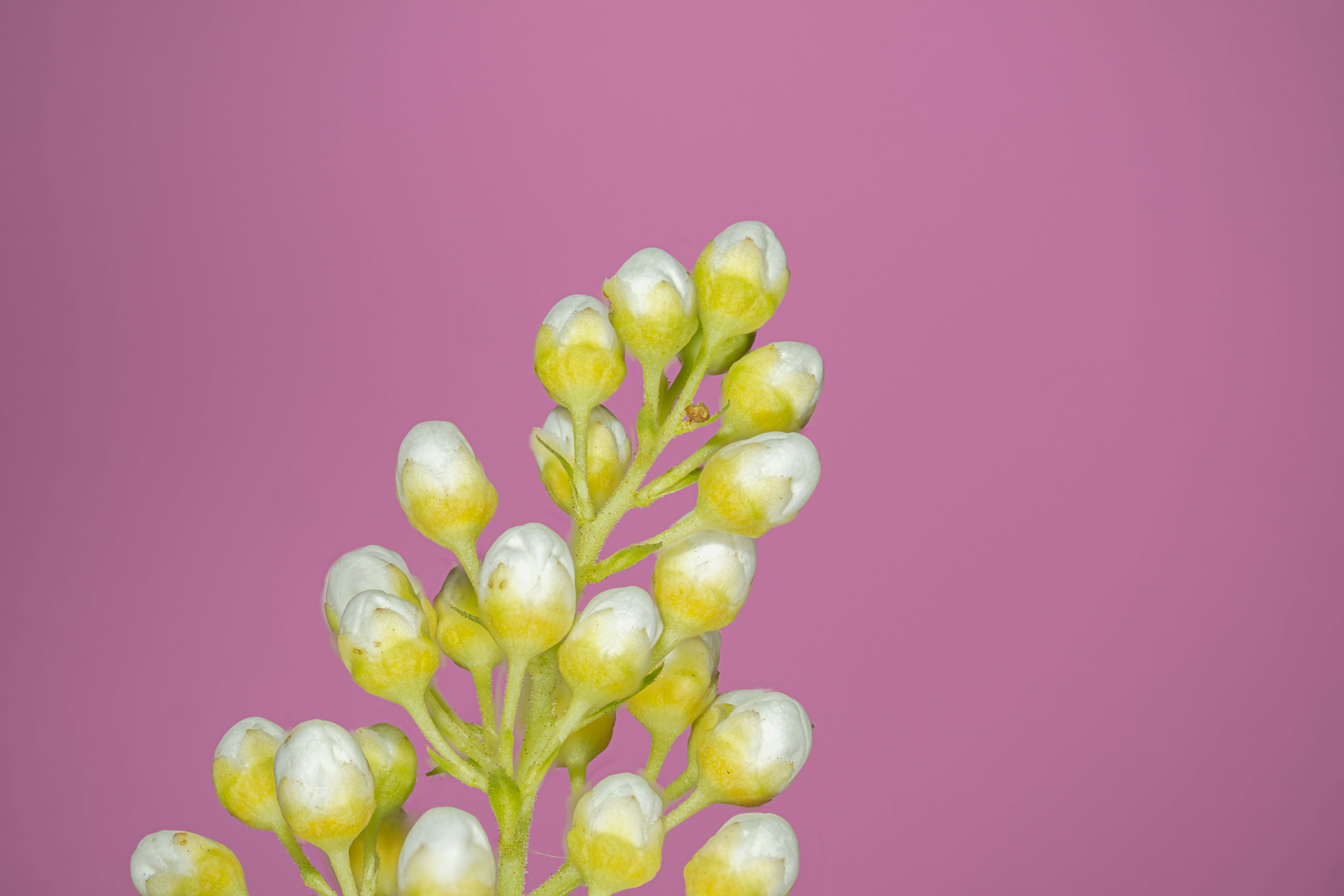 Soft Neutrals in Global Fashion Color Trends