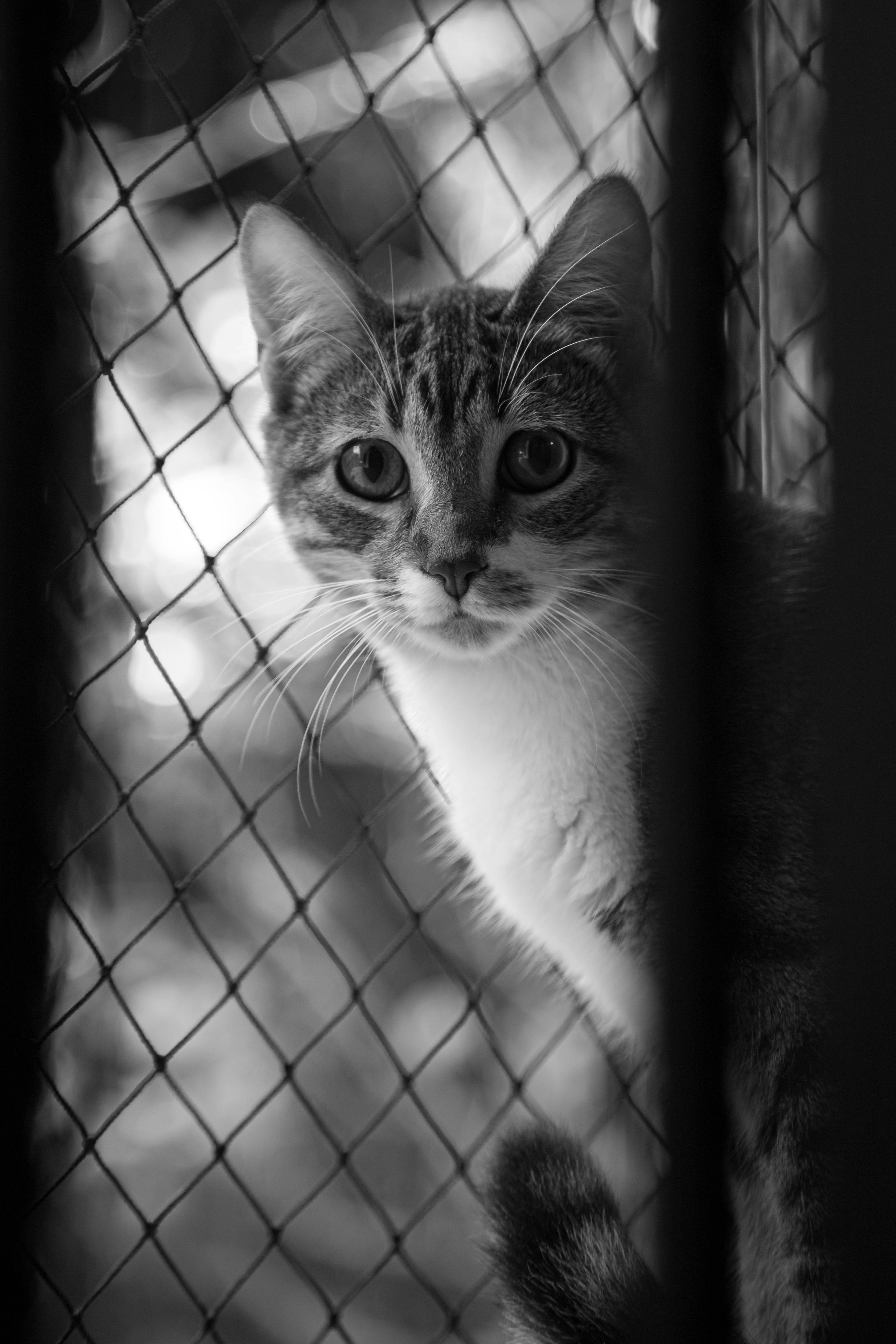 A cat standing behind a fence looking at the camera