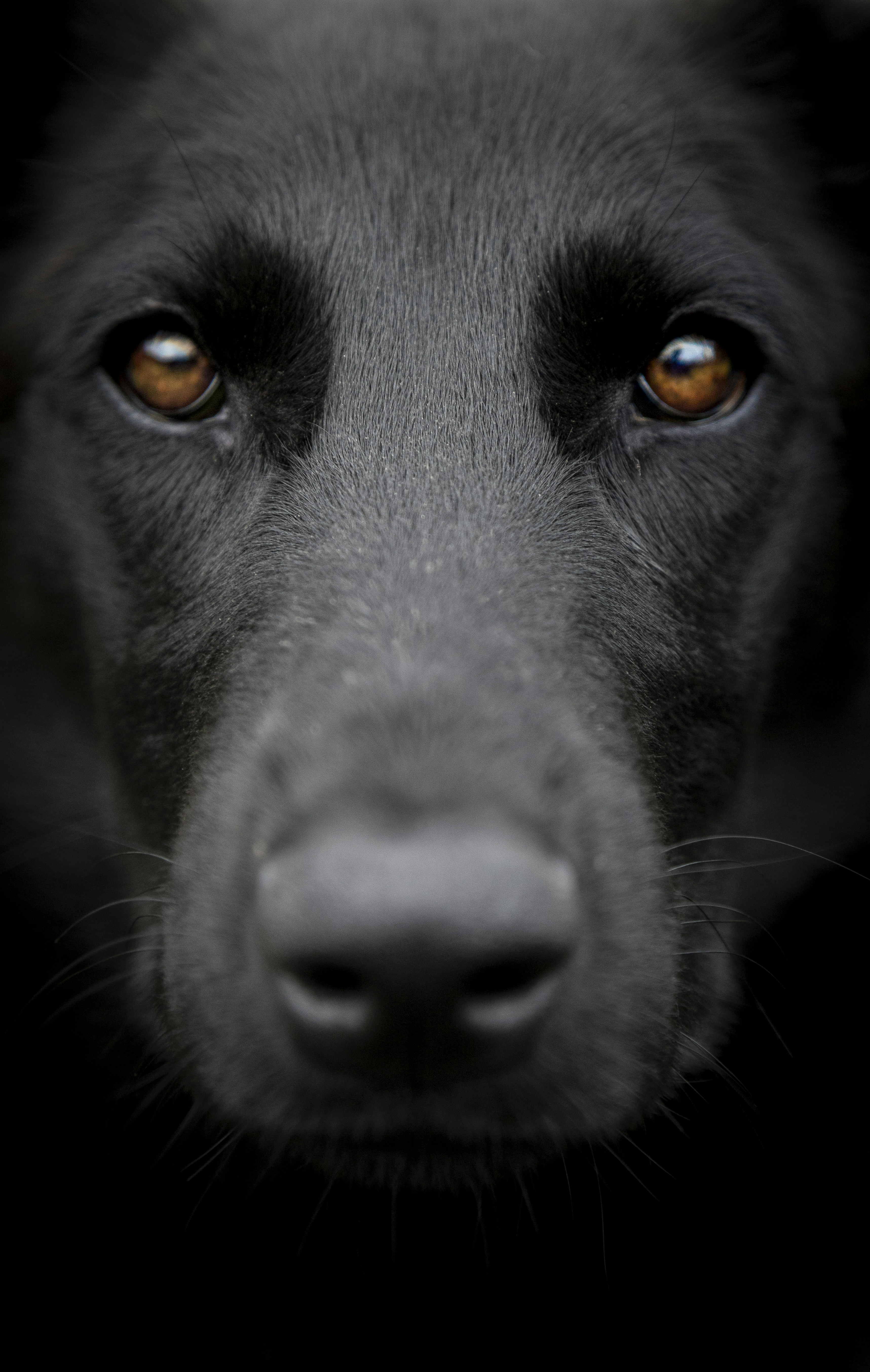 A close up of a black dog with orange eyes