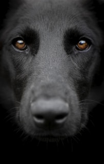A close up of a black dog with orange eyes
