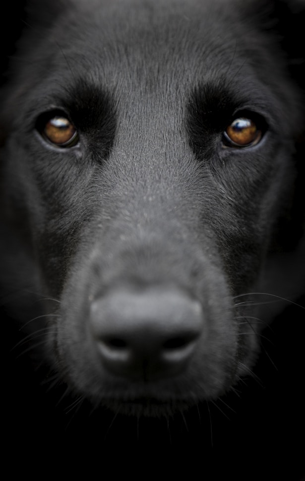 A close up of a black dog with orange eyes