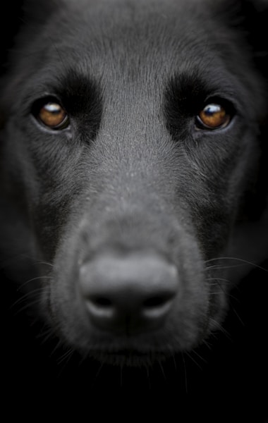 Dog Eye Problems: Common Conditions, Symptoms and Treatment