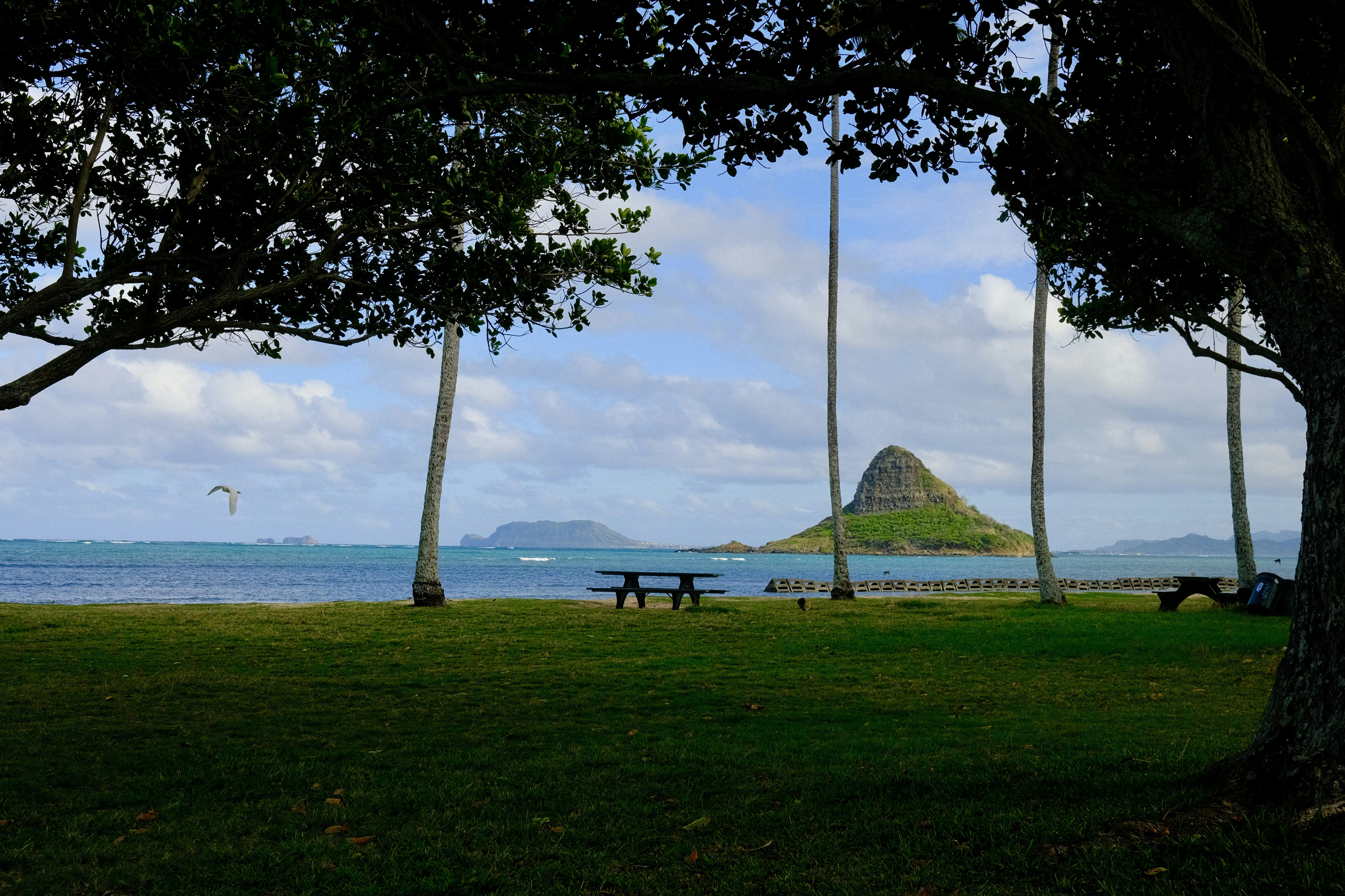 A couple of trees that are in the grass