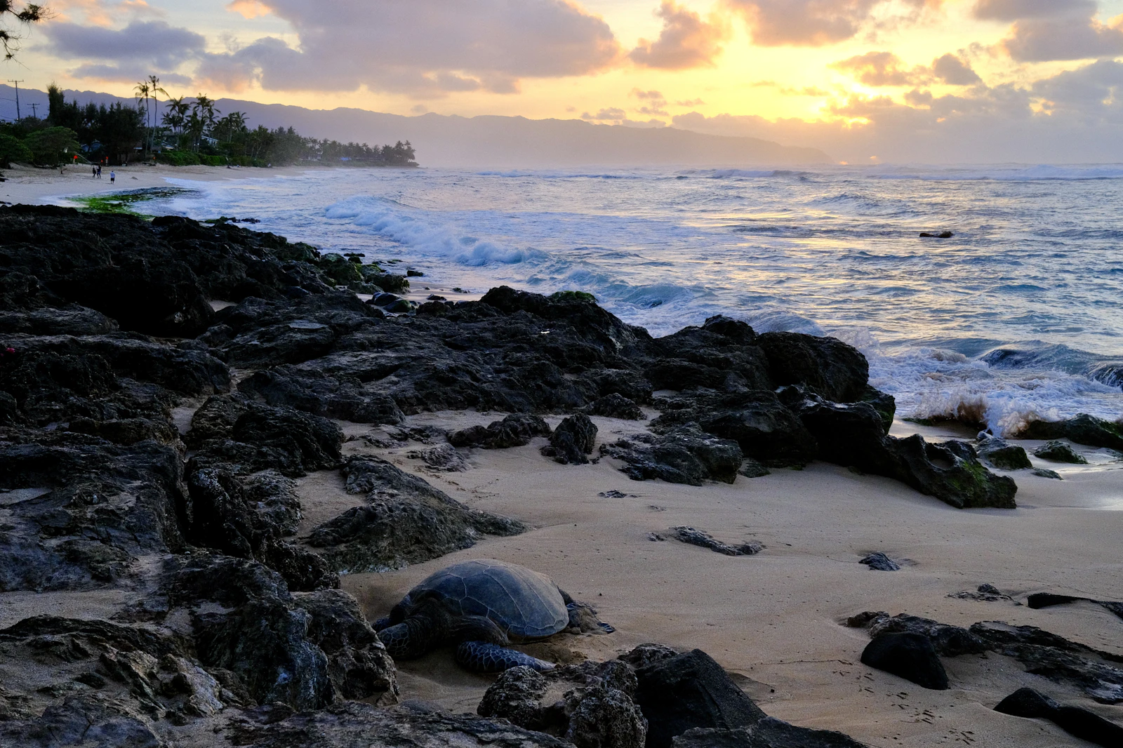 Meeresschildkröte am Laniakea Beach am North Shore von Oʻahu