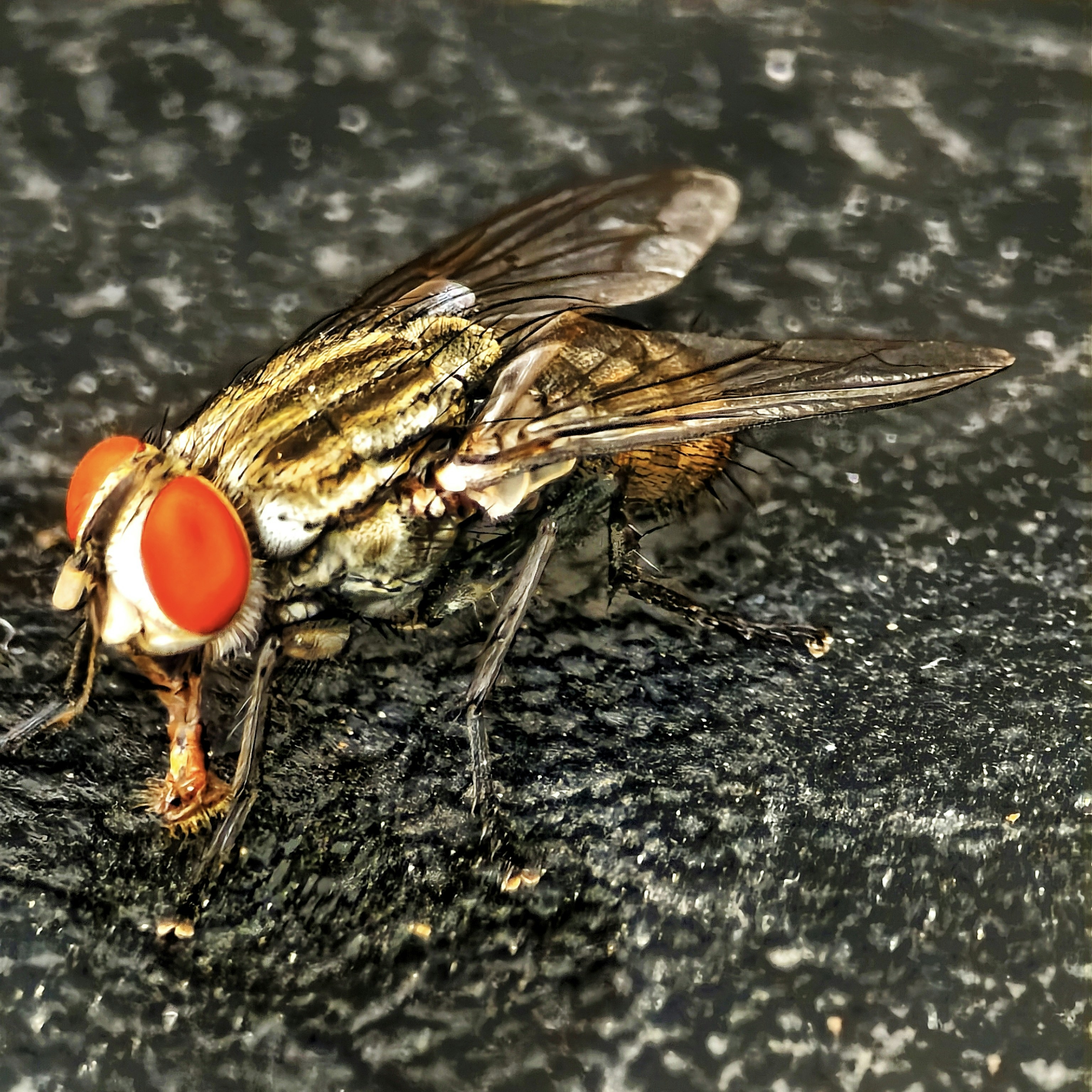 A close up of a fly on the ground