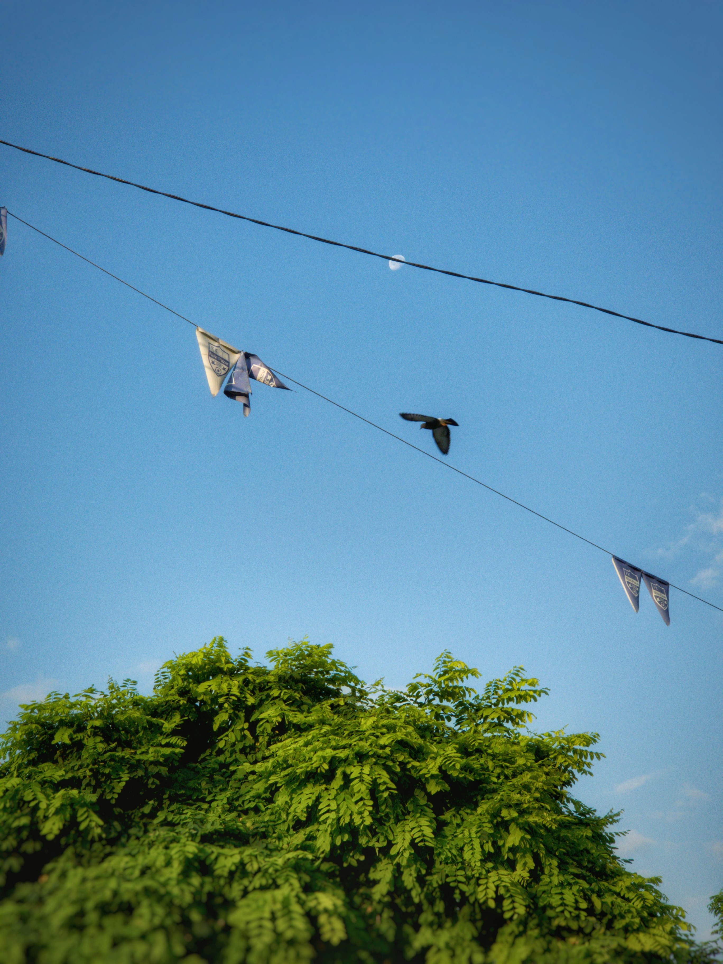 Photo by belmin_26_aljovic