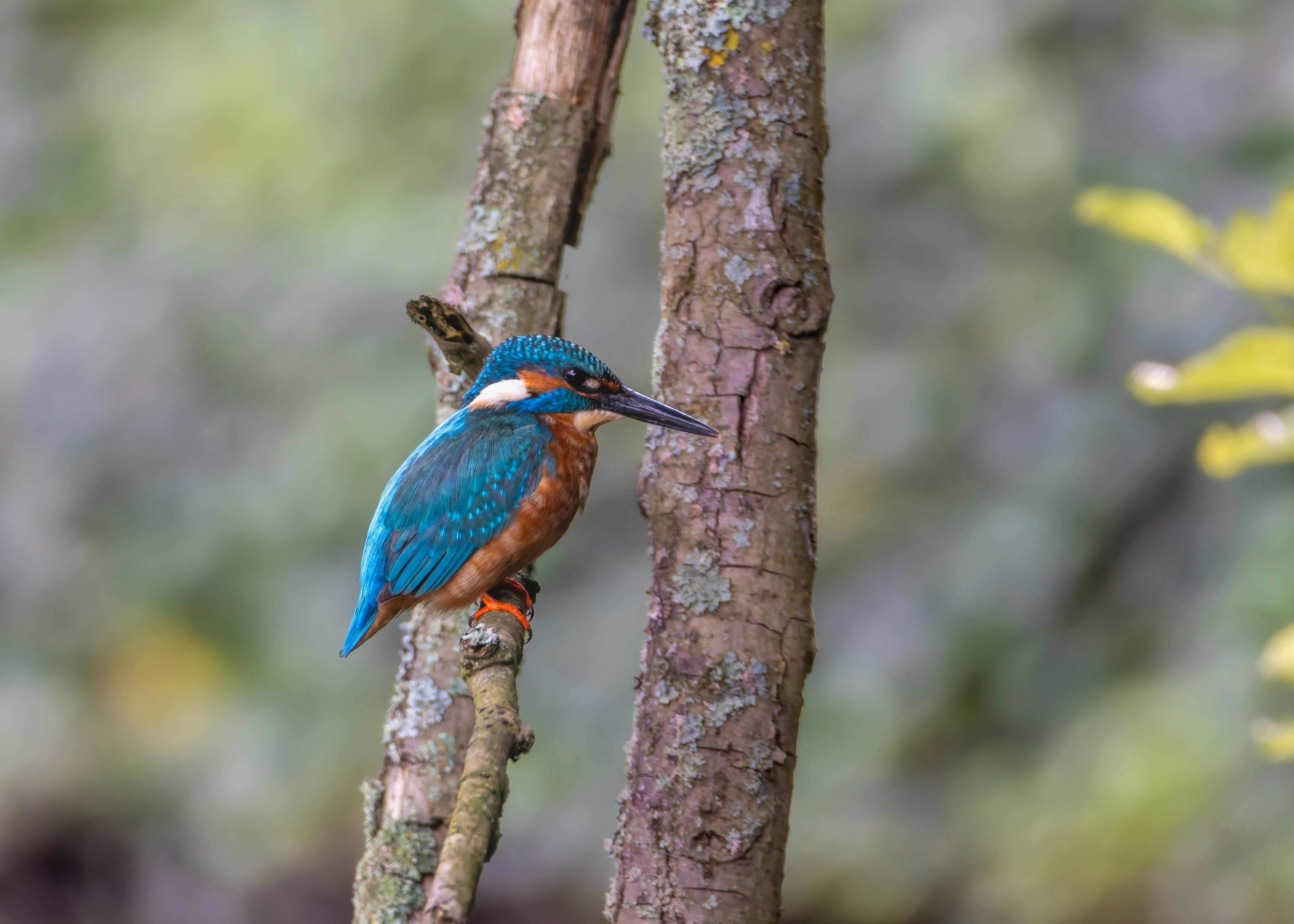 Photo by siegfriedpoepperl