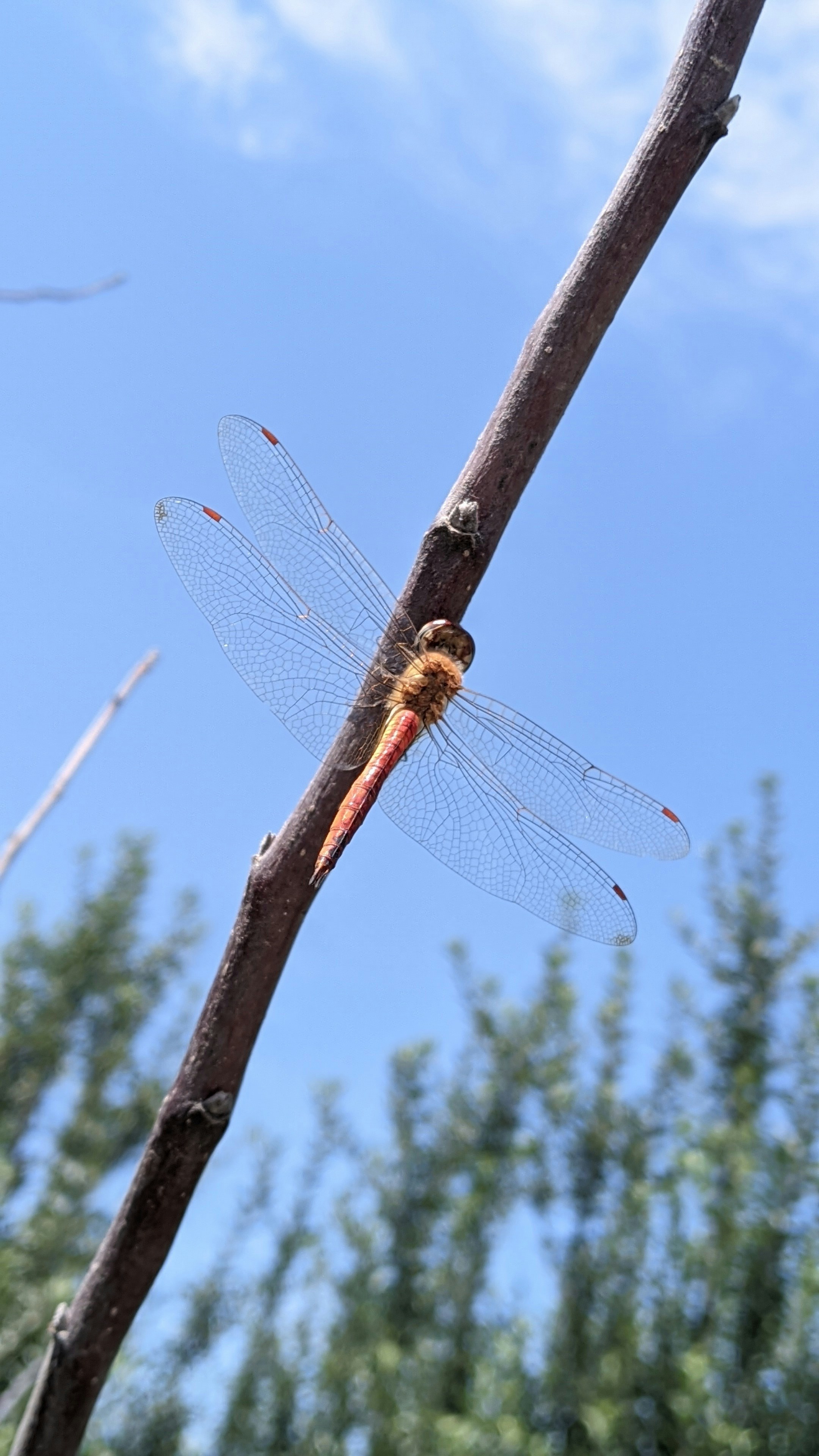 A dragonfly sitting on top of a tree branch photo – Free Batagund ...
