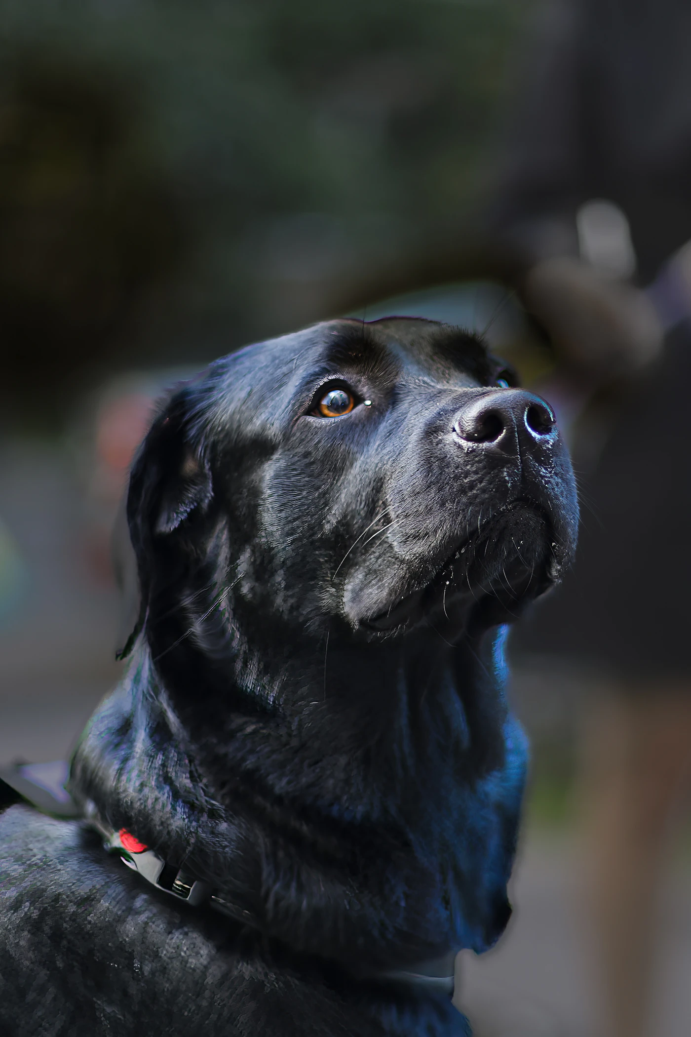 A close-up of an alert black dog looking up and focused, the kind of attention trained working dogs hold