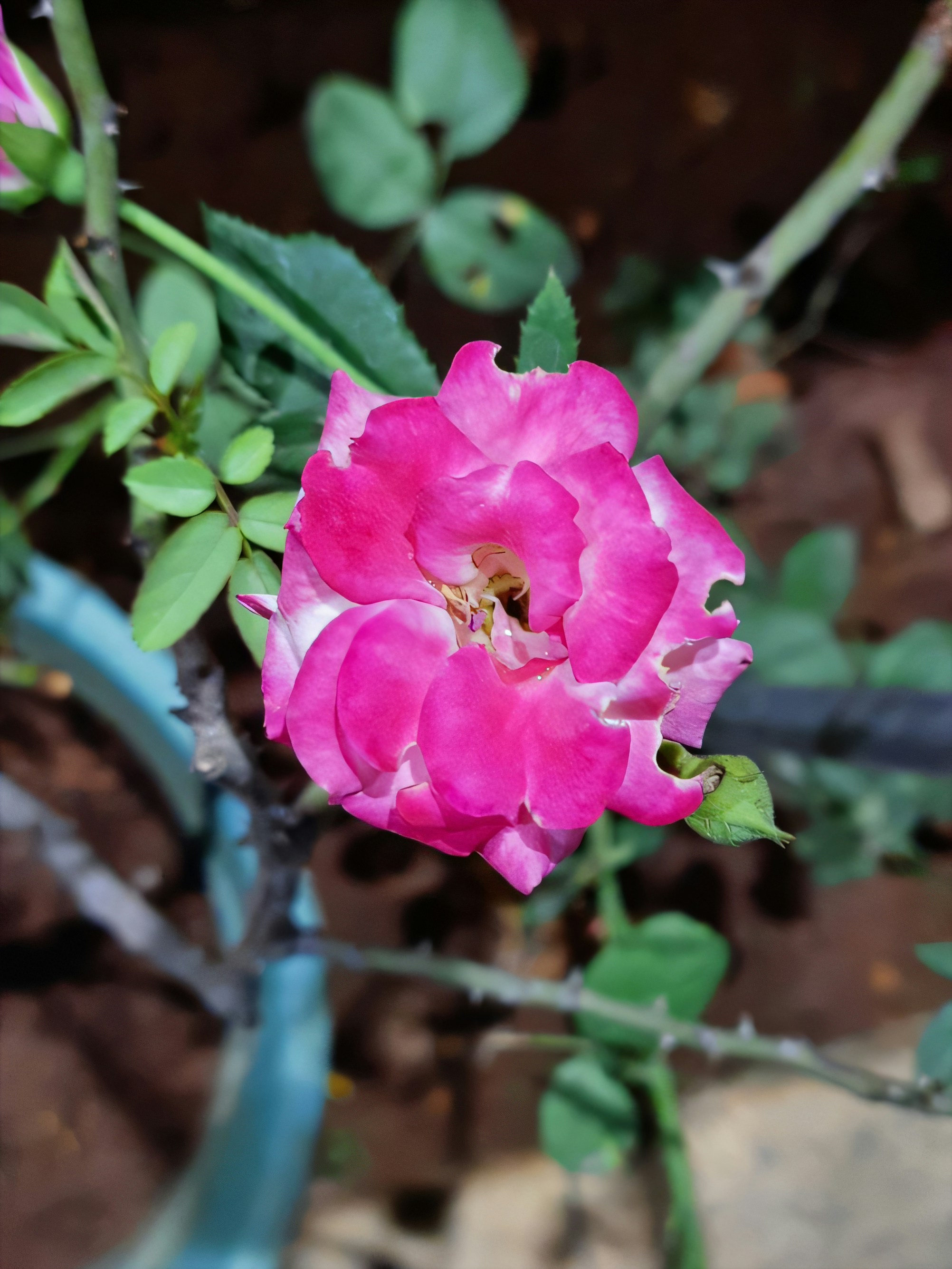 Bunga merah muda mekar di taman