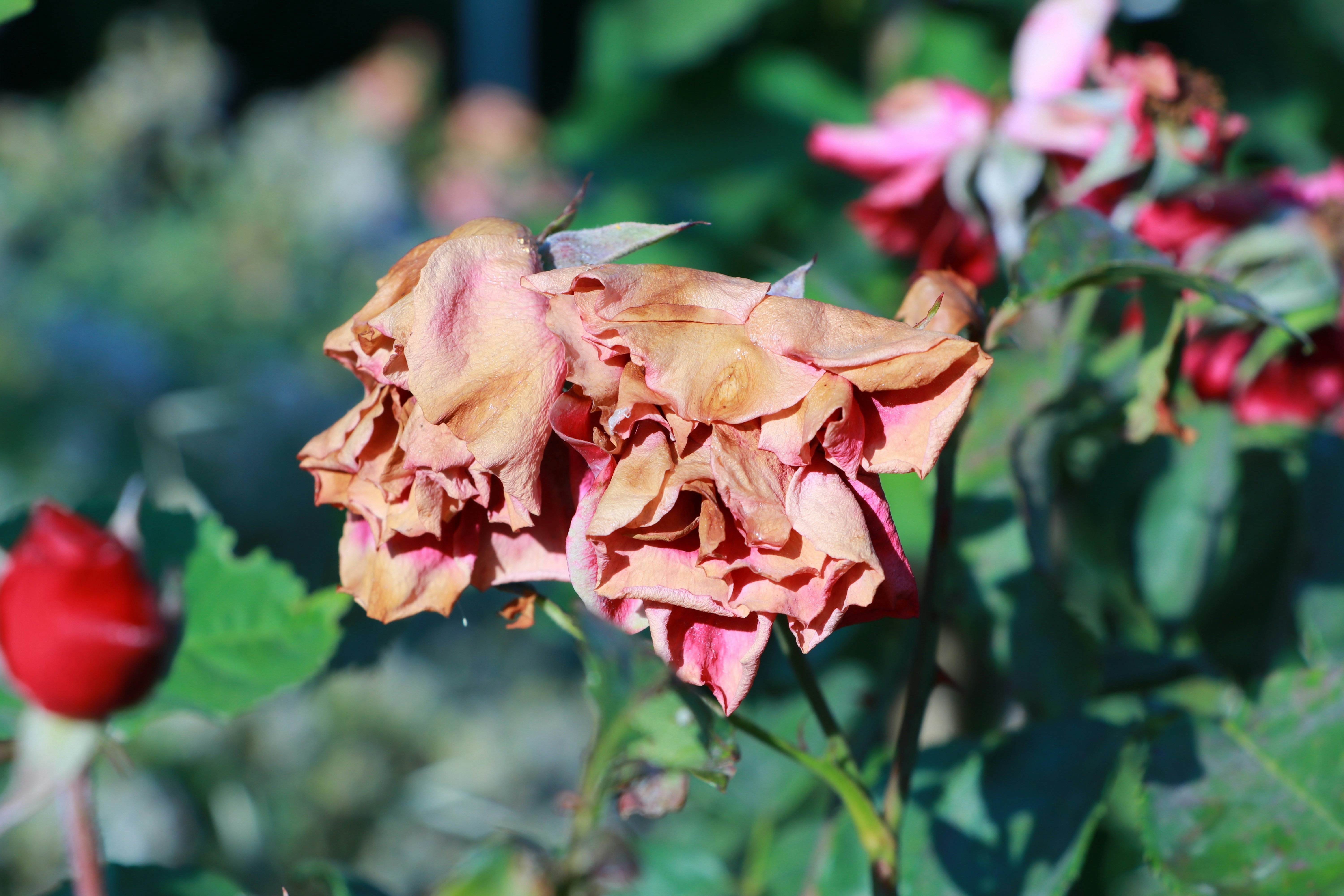 Photo by jack_harbieh