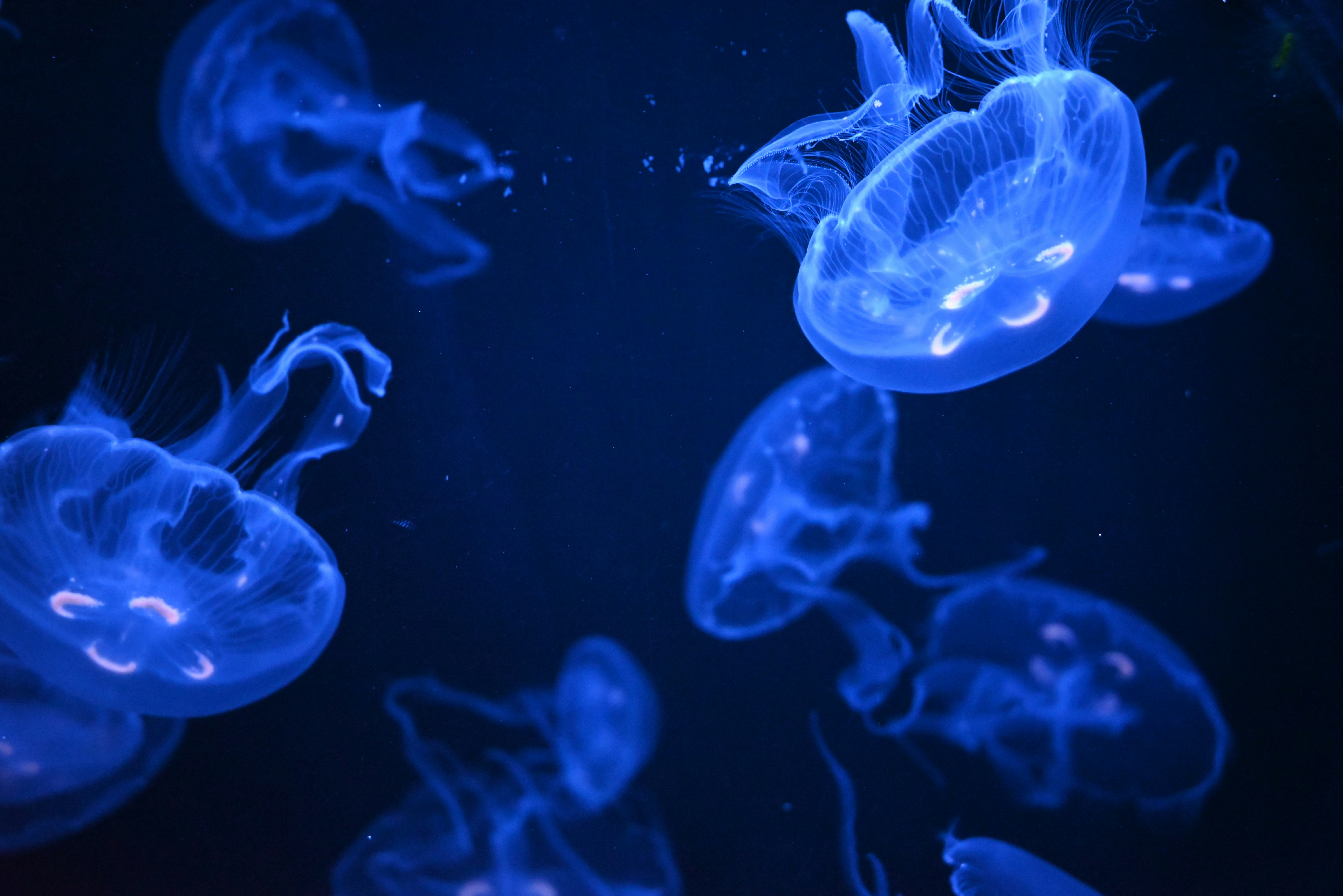 A group of blue jellyfish floating in the water