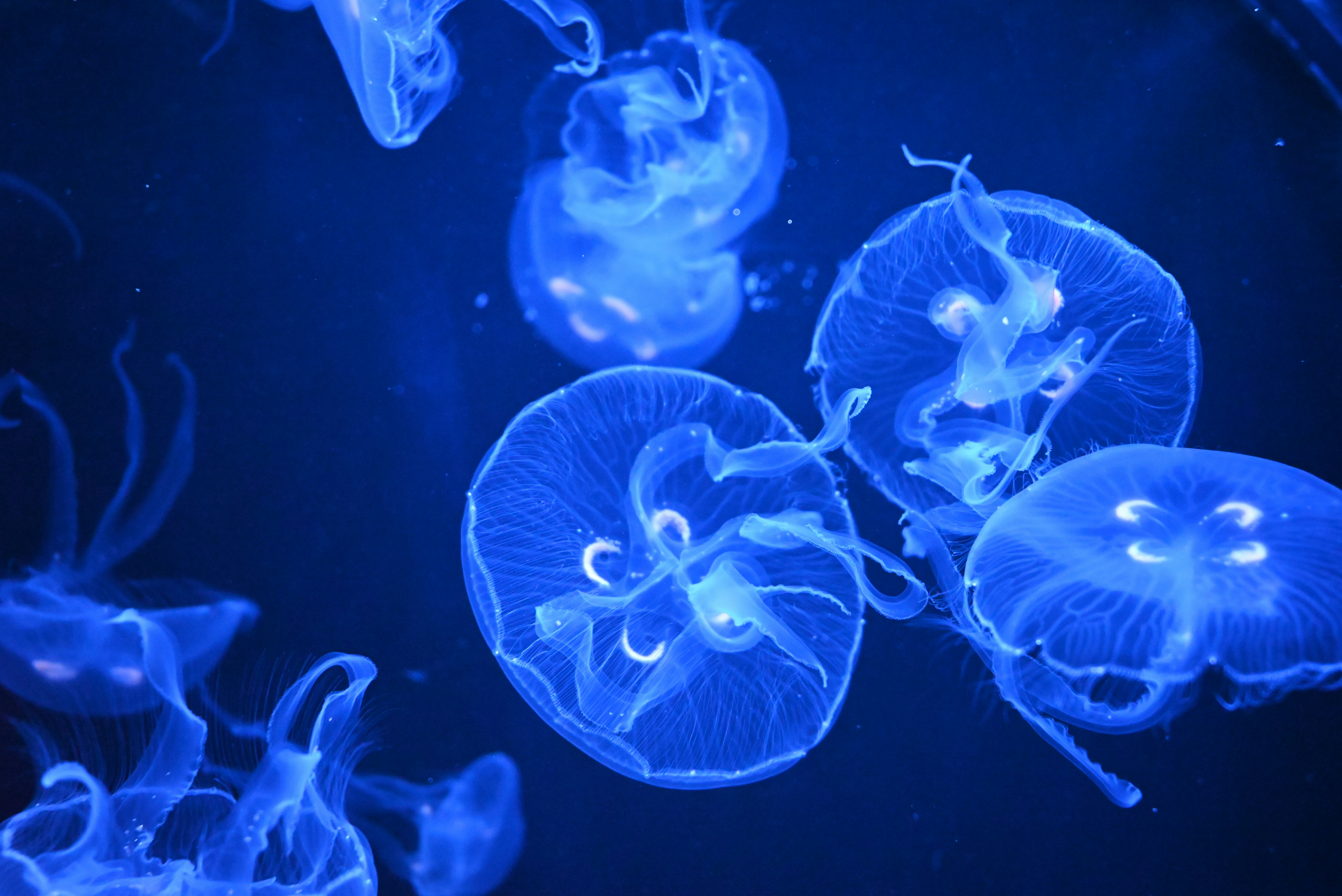 A group of jellyfish swimming in a tank