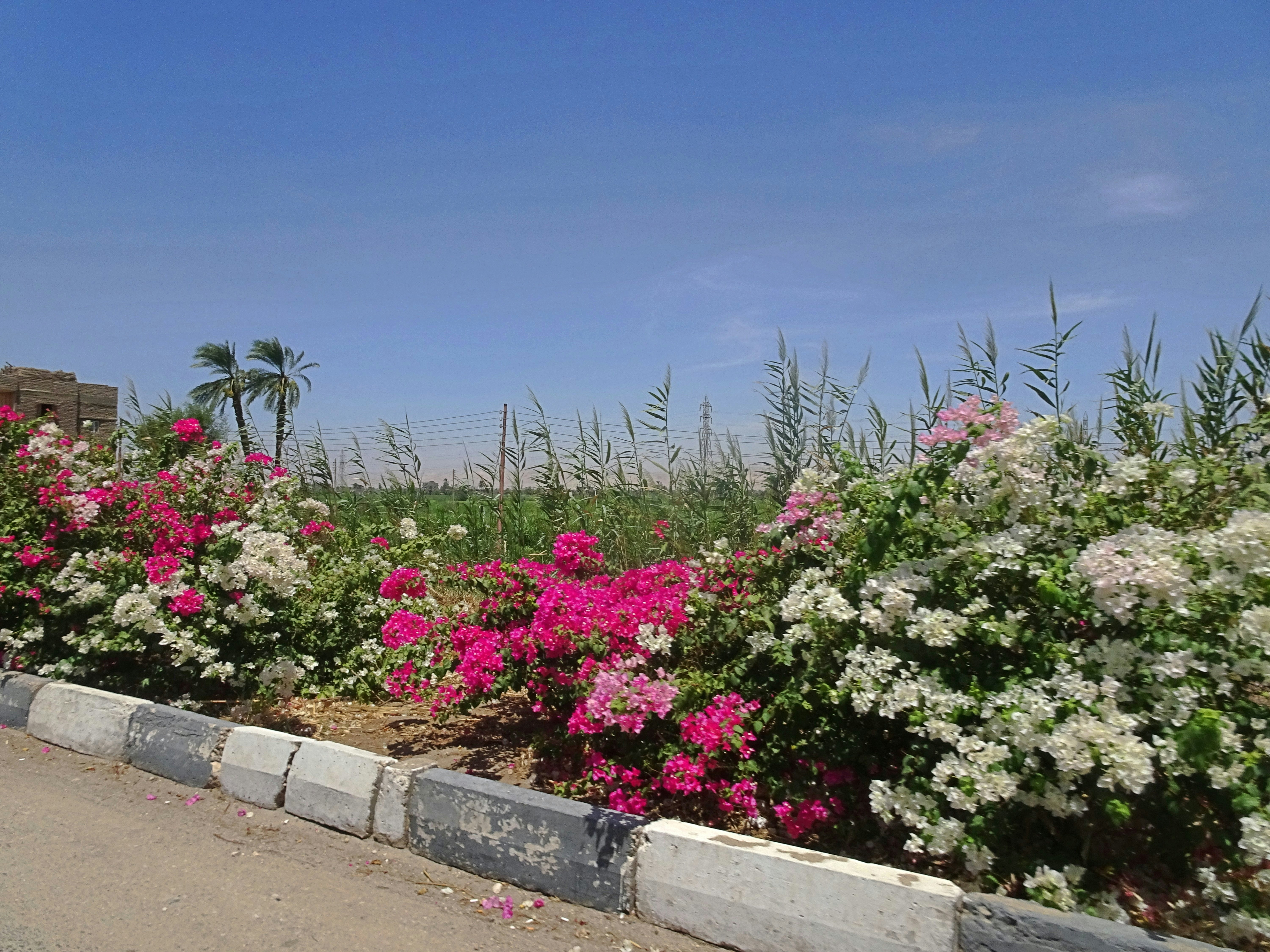 State by State Legal Landscape for THCa Flower with Practical Compliance Routes for Retailers