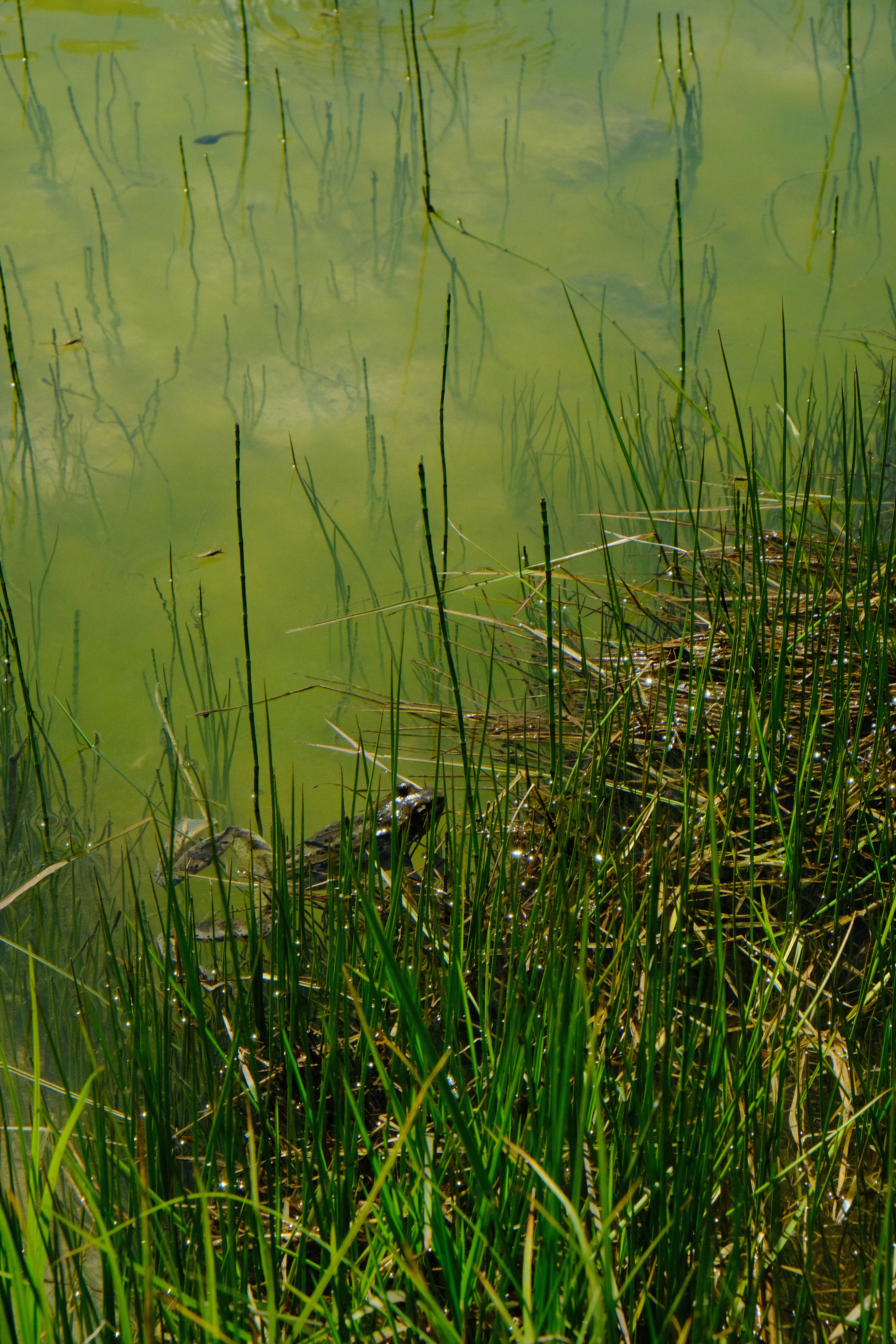 A duck is swimming in a pond of water