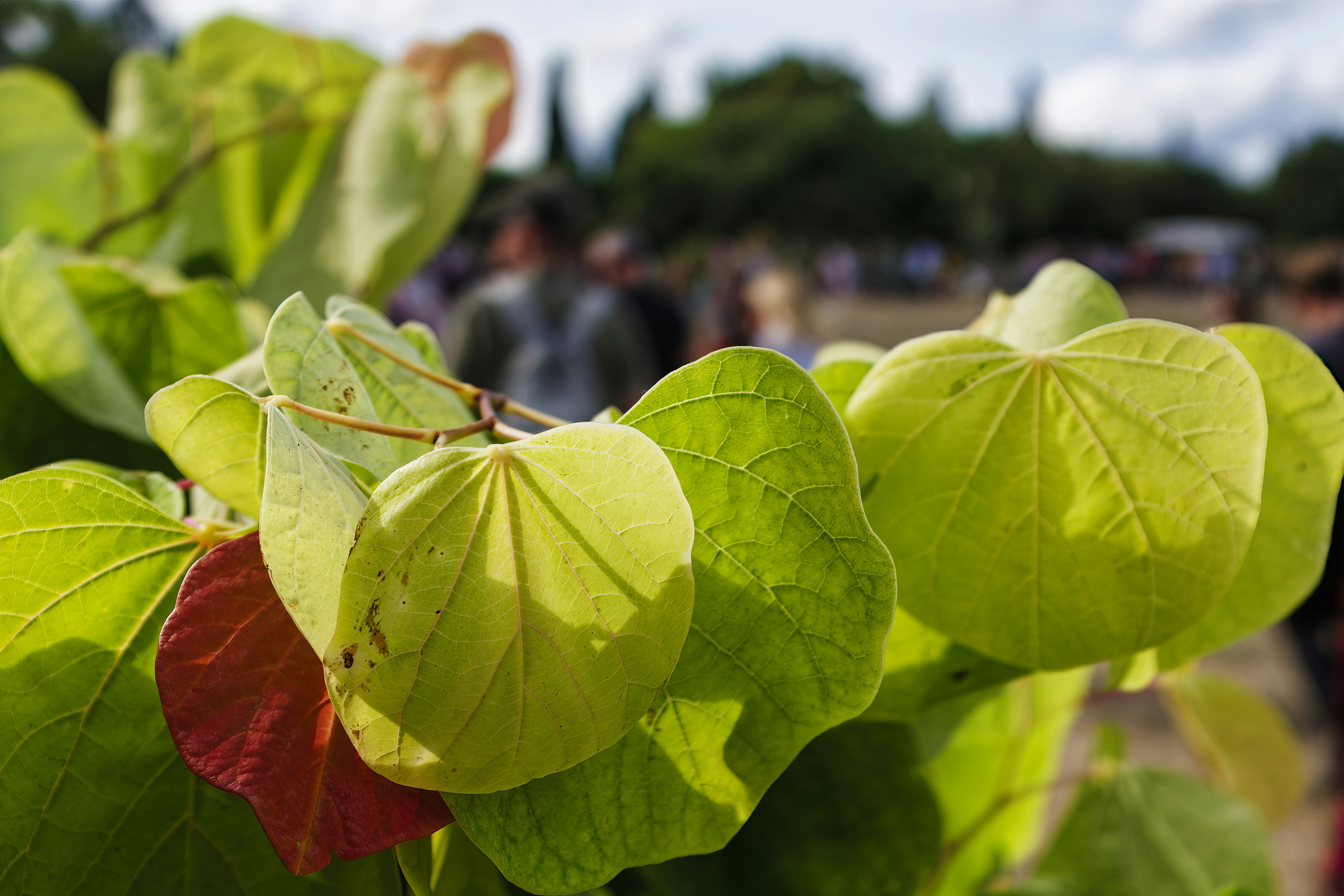 A close up of some leaves on a plant
