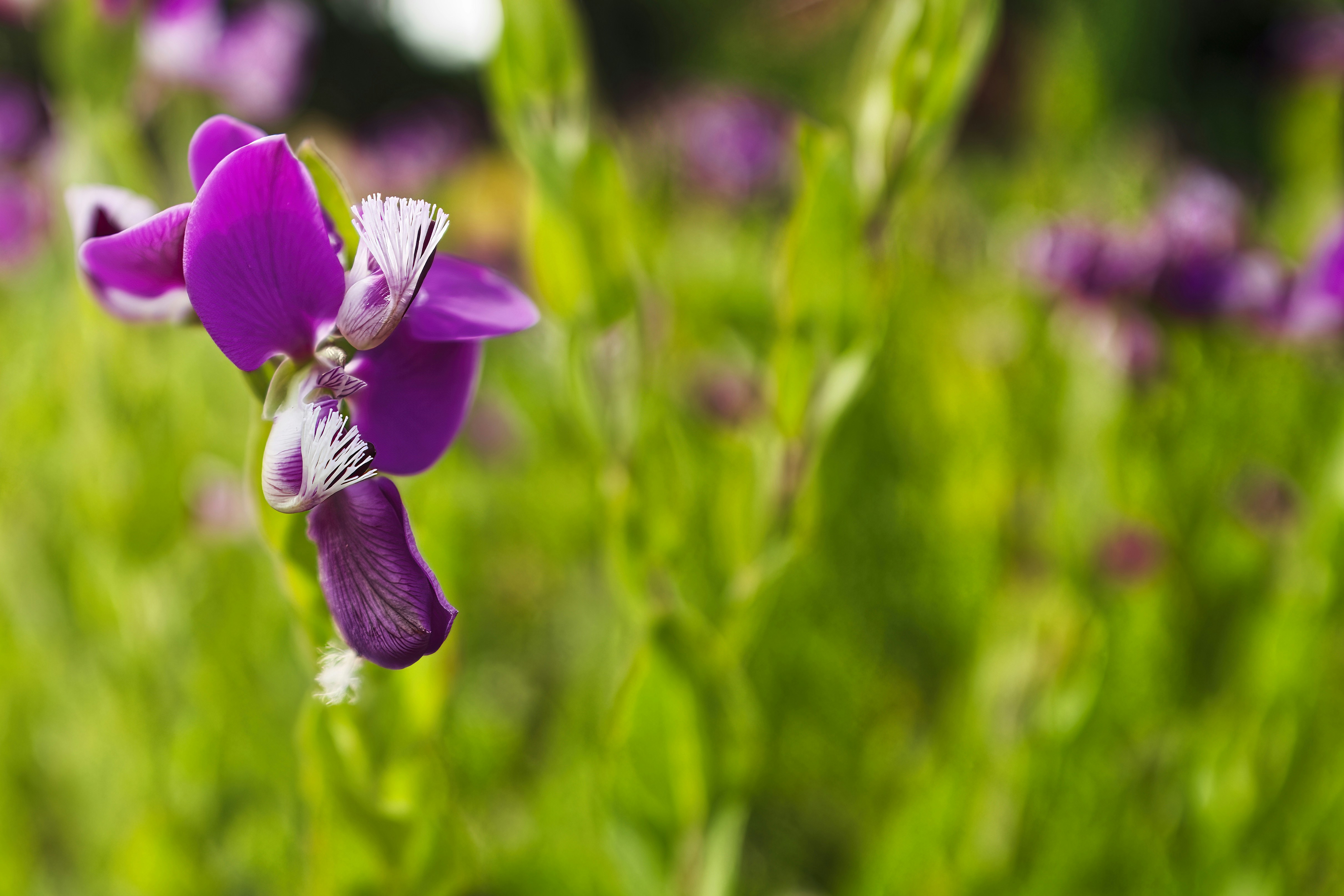 A close up of a purple flower in a field