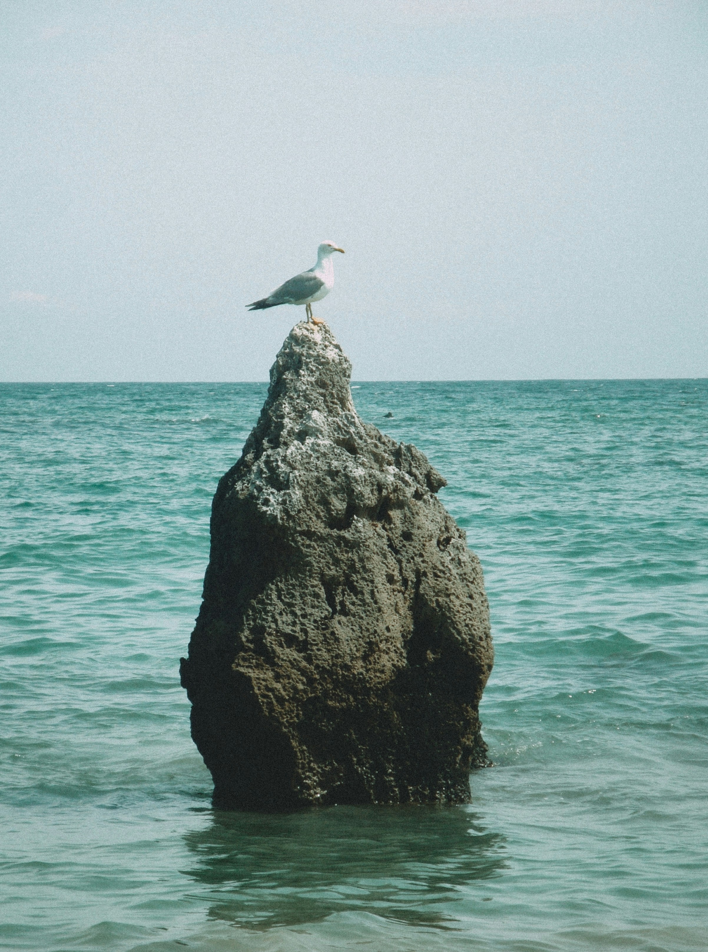 Un gabbiano seduto in cima a una roccia nell'oceano