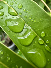 A close up of a green leaf with water drops