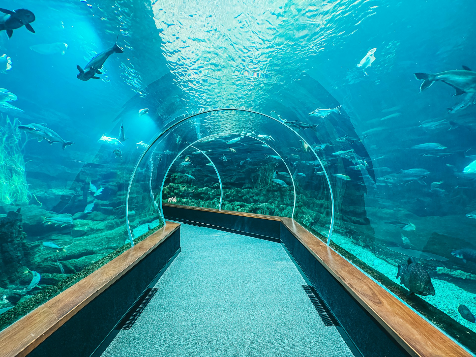 An underwater tunnel with a walkway going through it