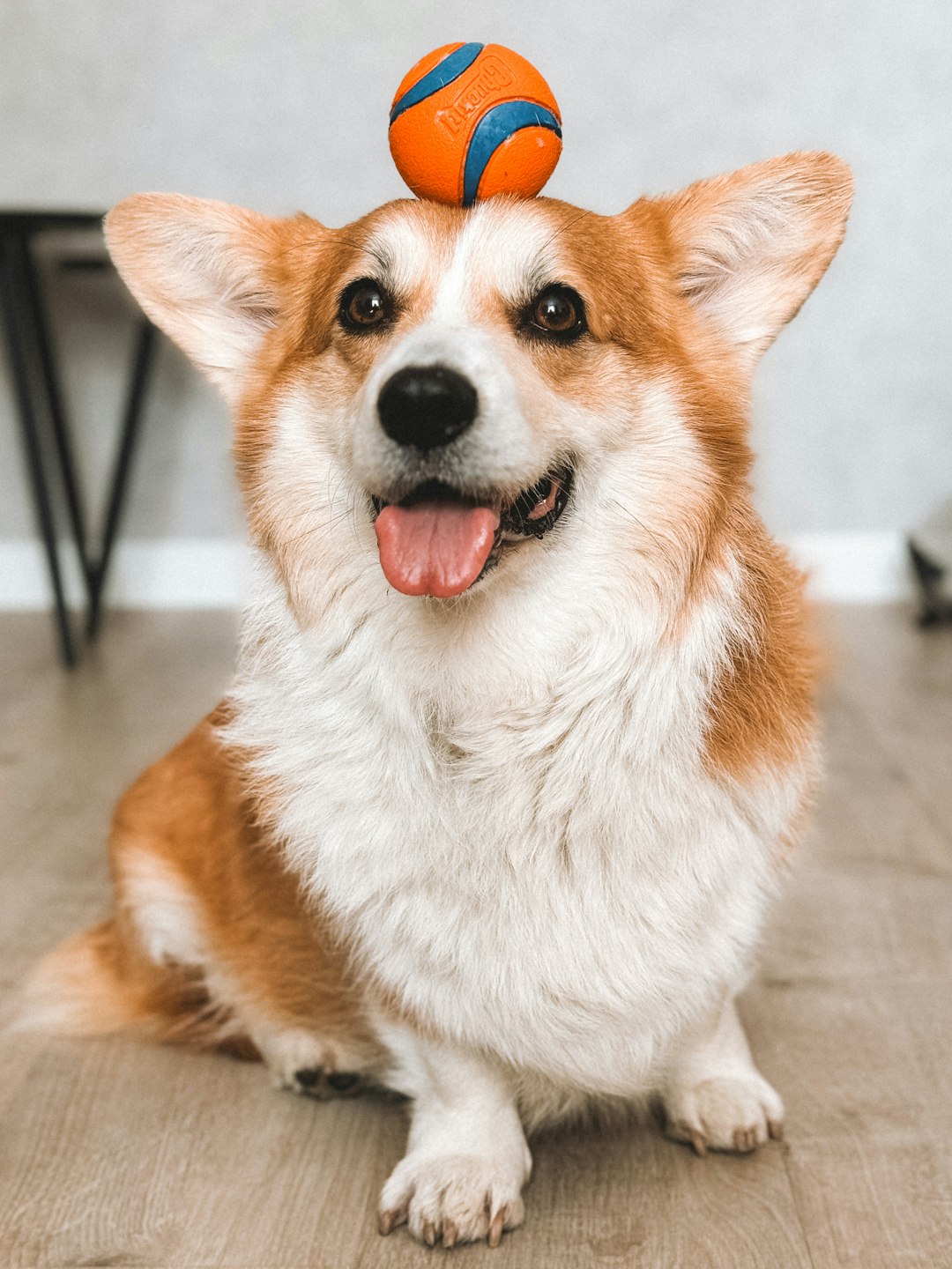 Squeaky Toy