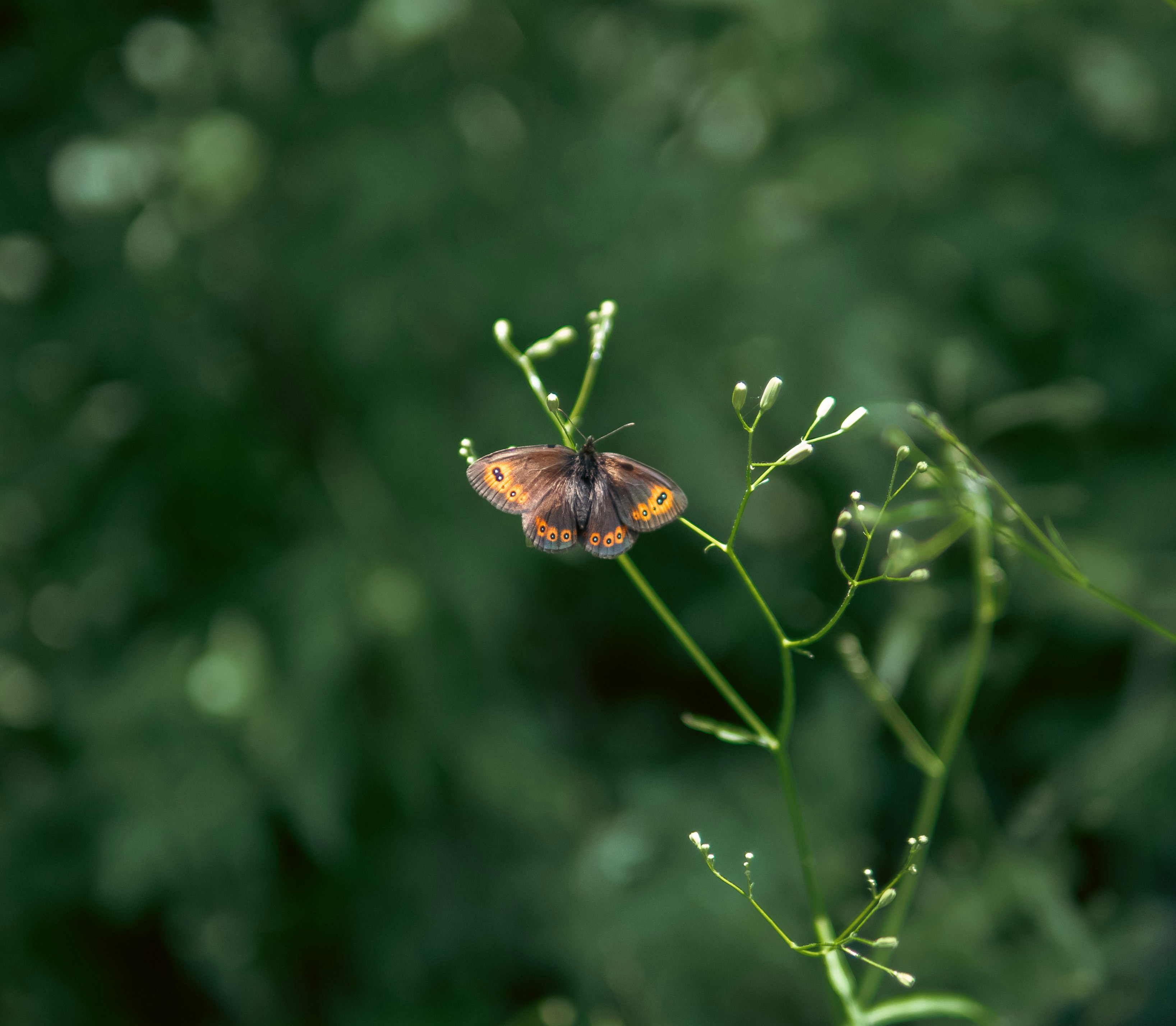 버터플라이 ott 관련 이미지1