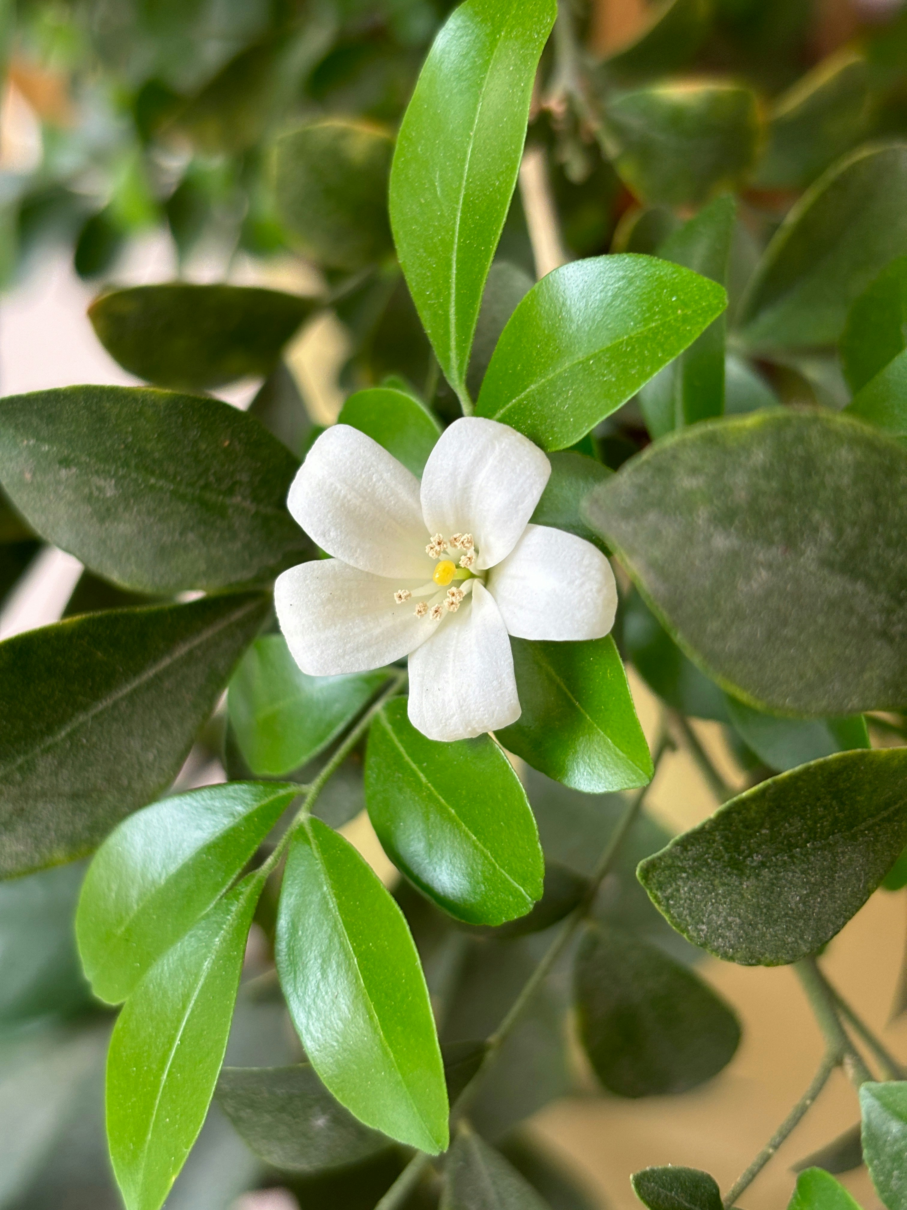 Photo by shraddha_panda