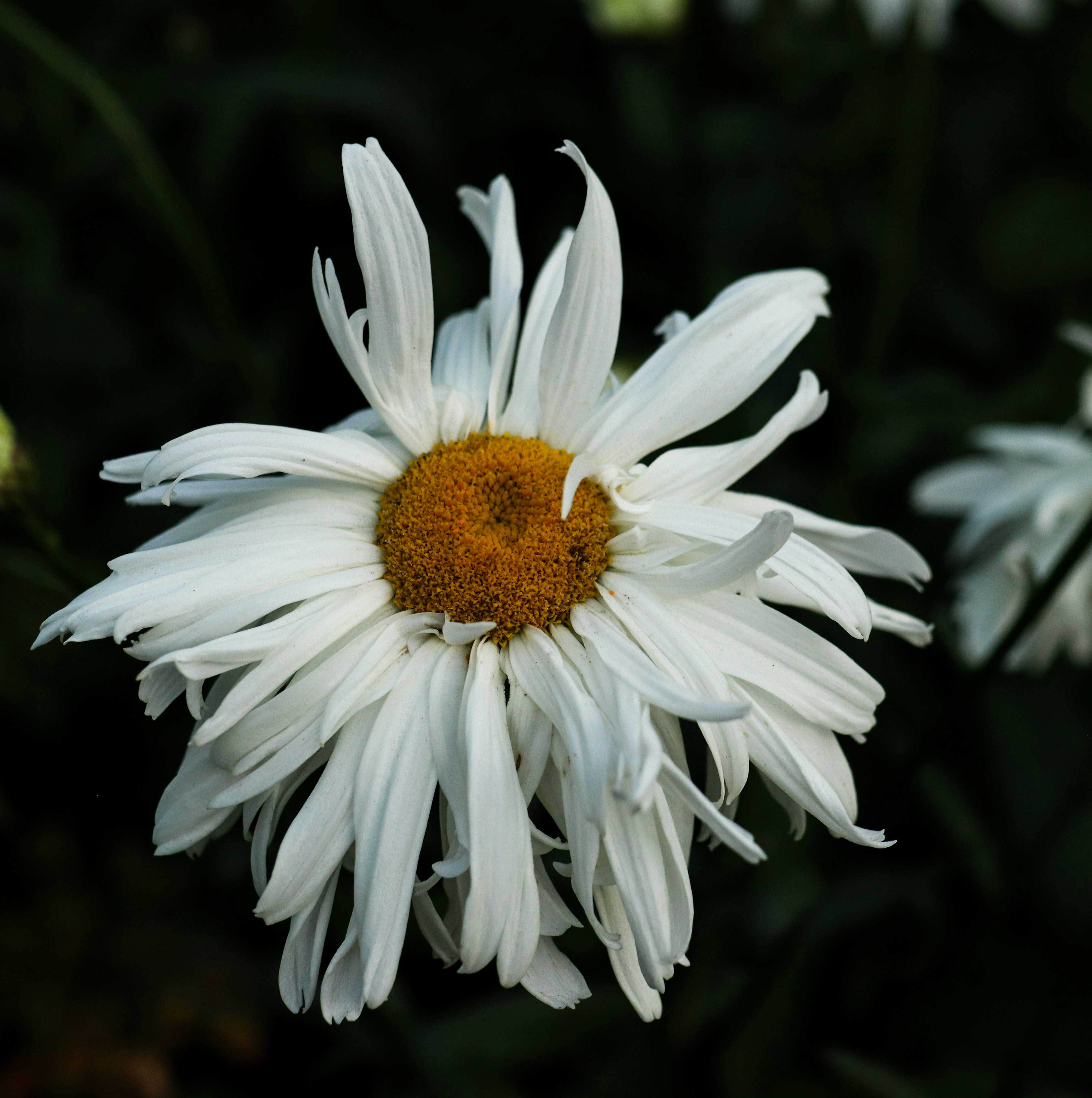 Photo by dianarafira