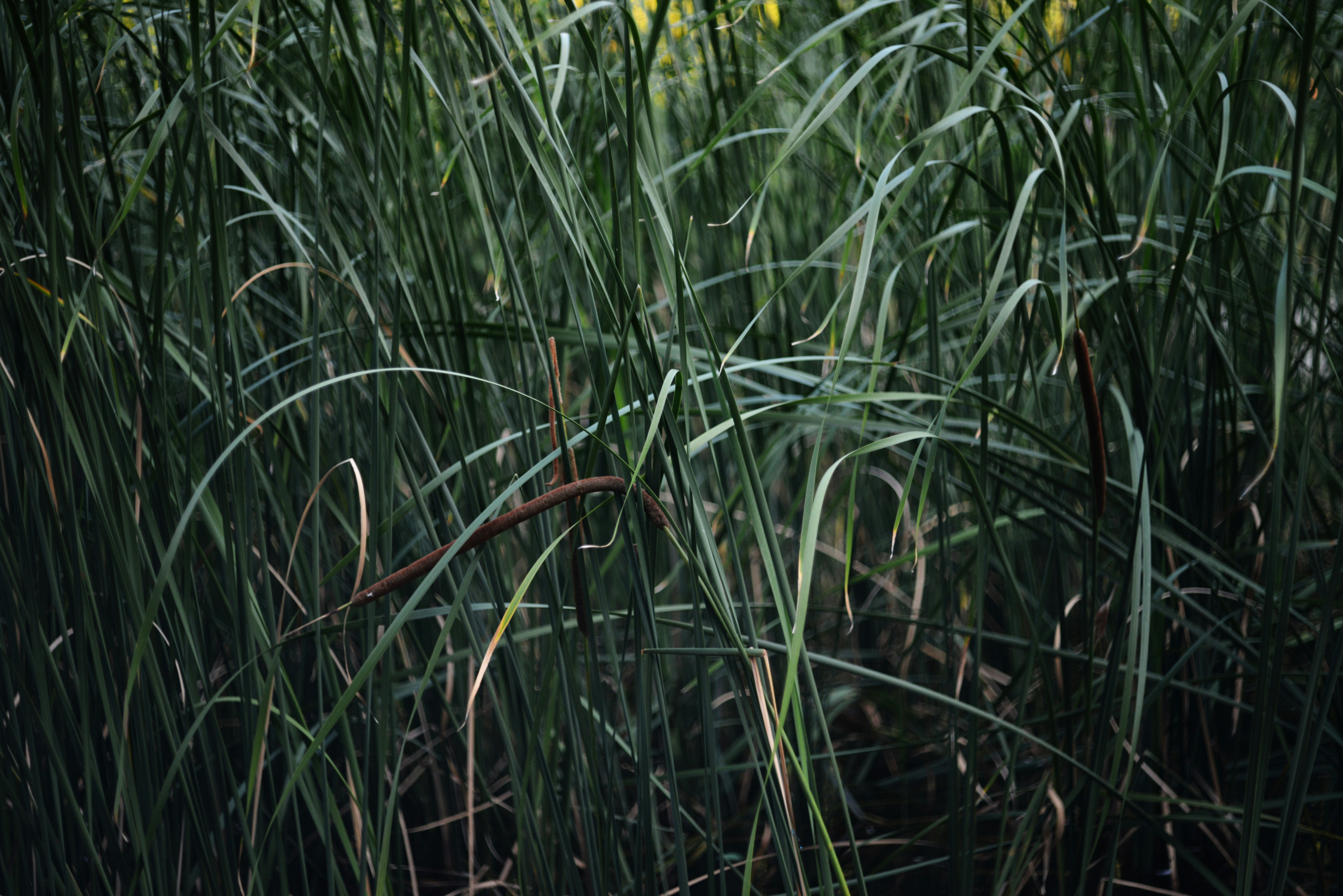 Photo by cherstve_pechivo