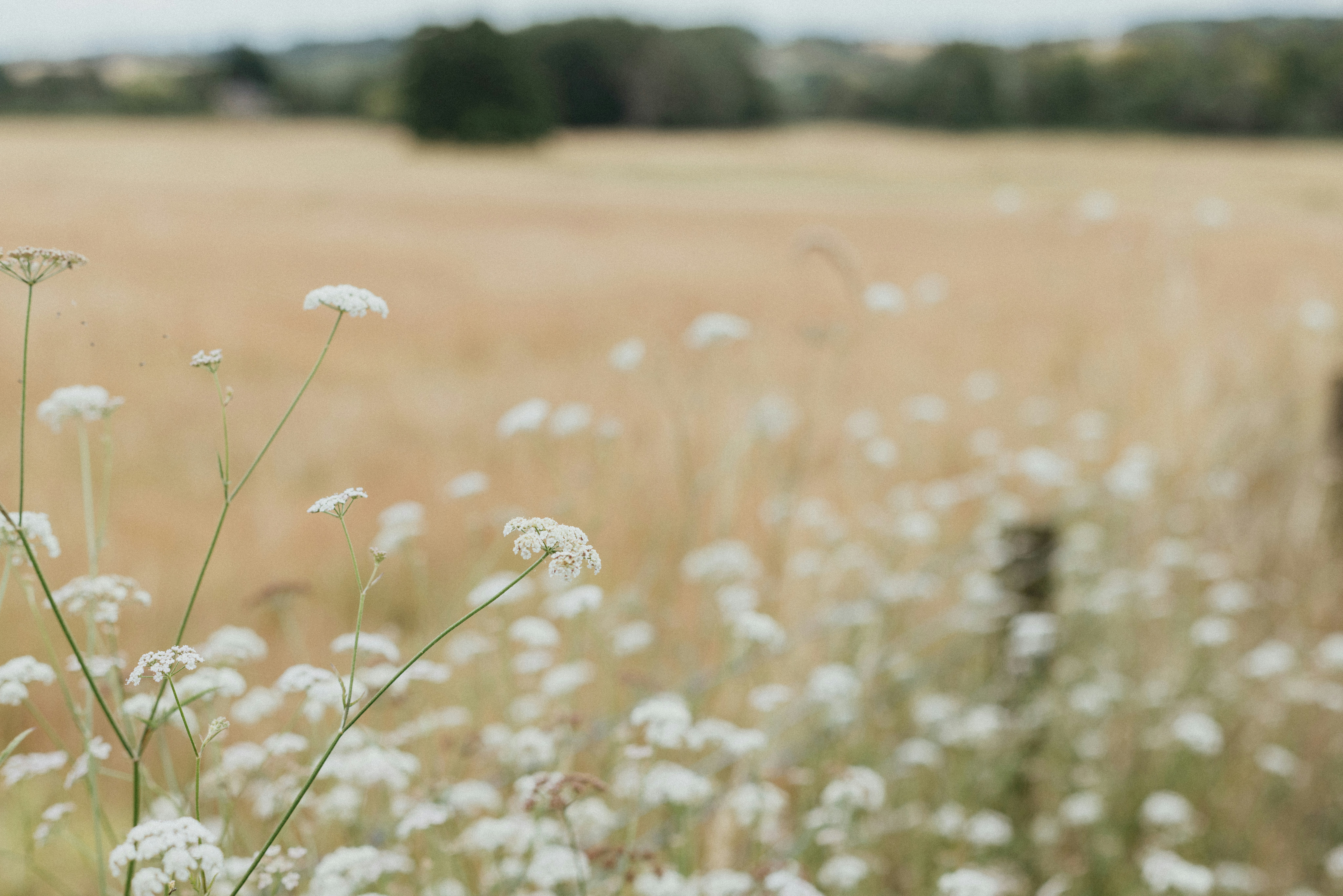 Photo by anniespratt