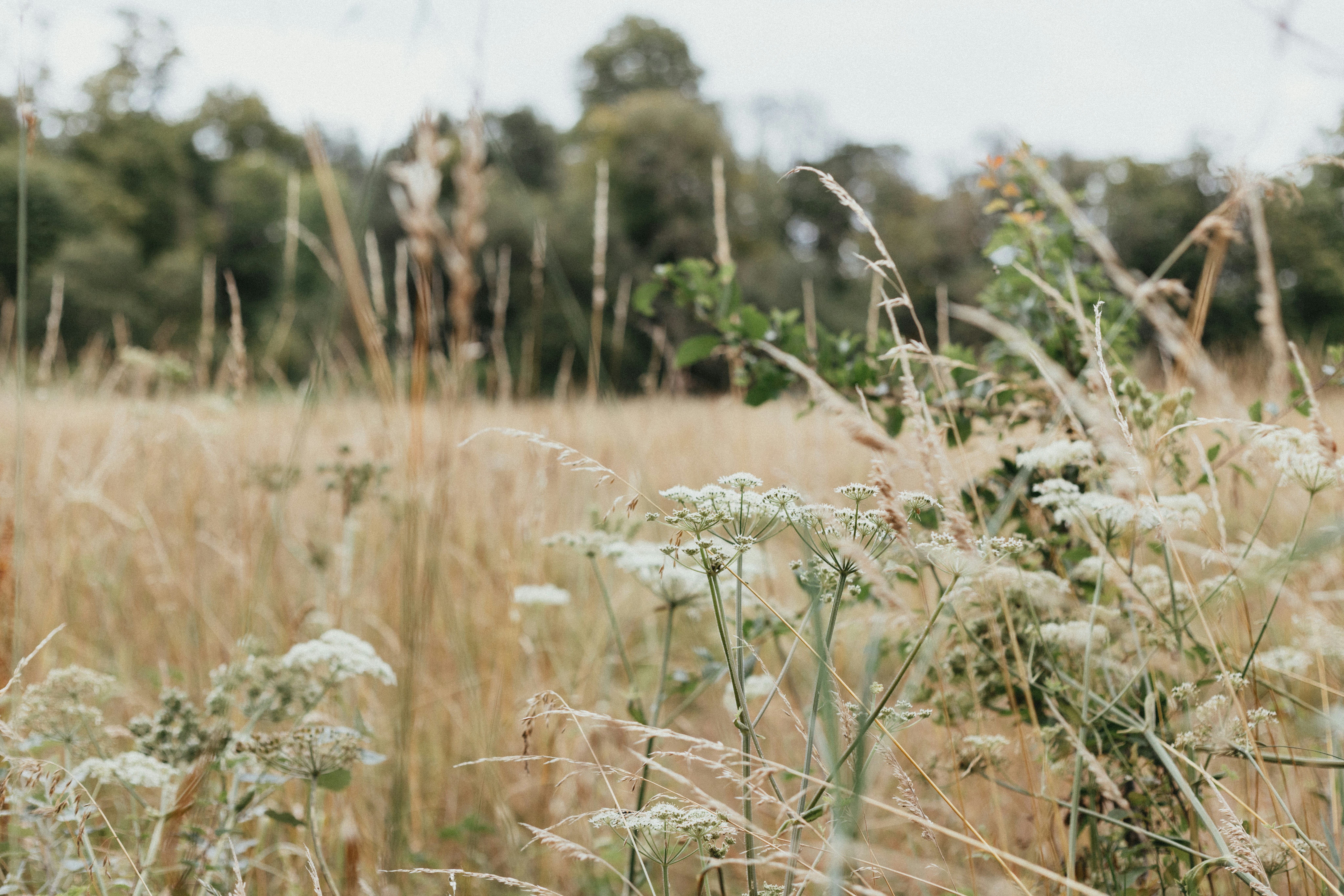 Photo by anniespratt