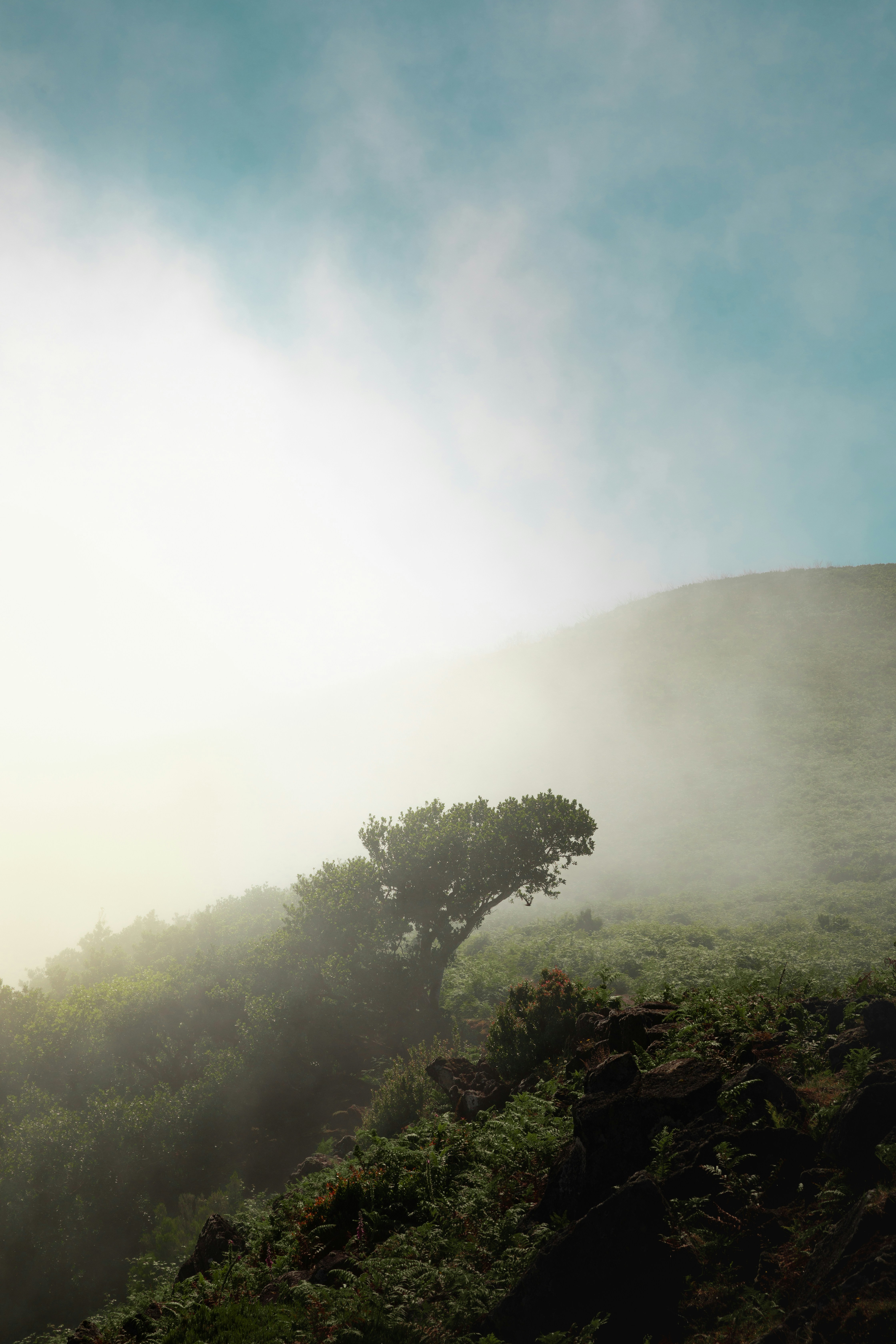 A lone tree on the side of a hill