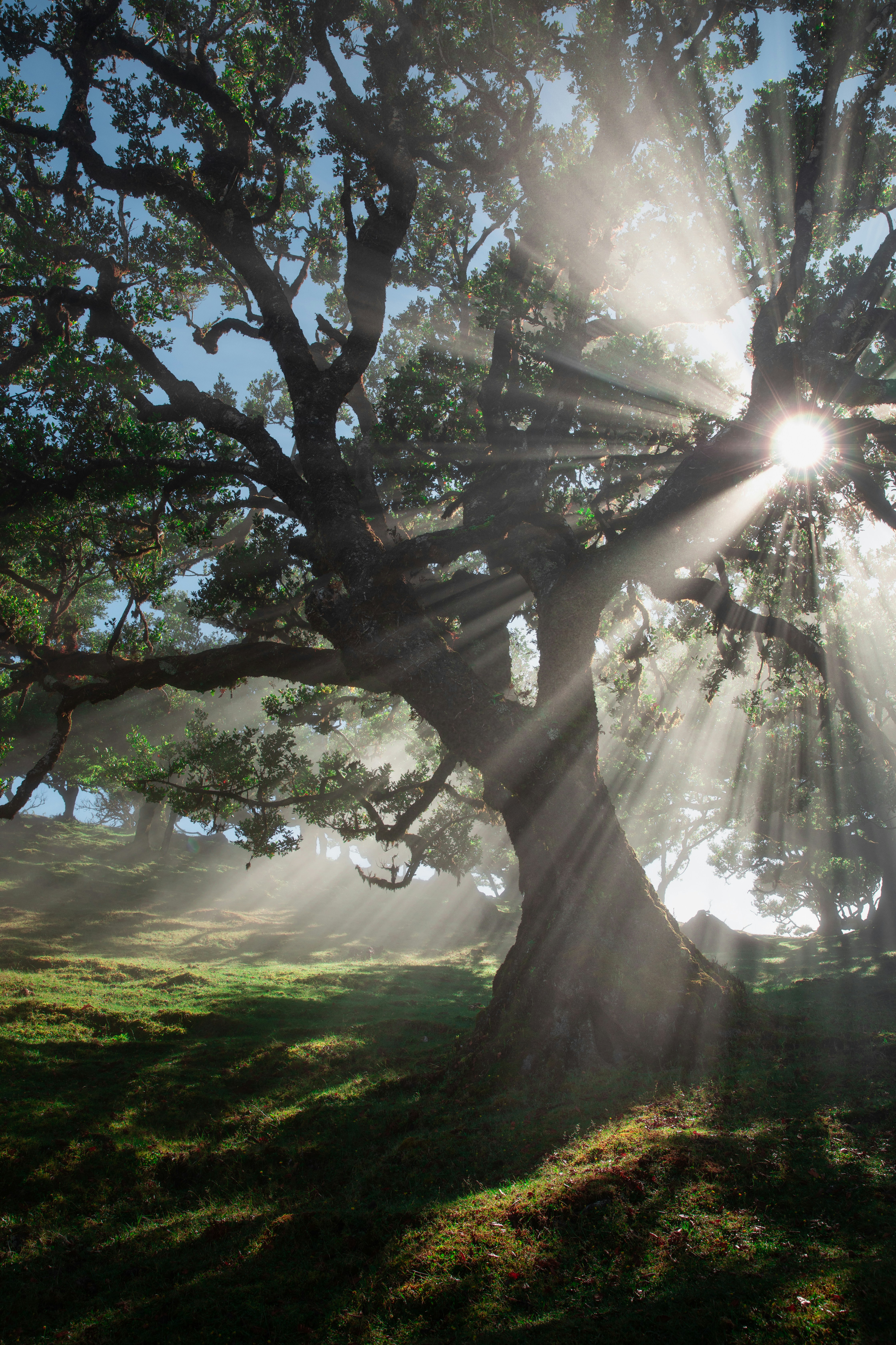 The sun shines through the branches of a large tree