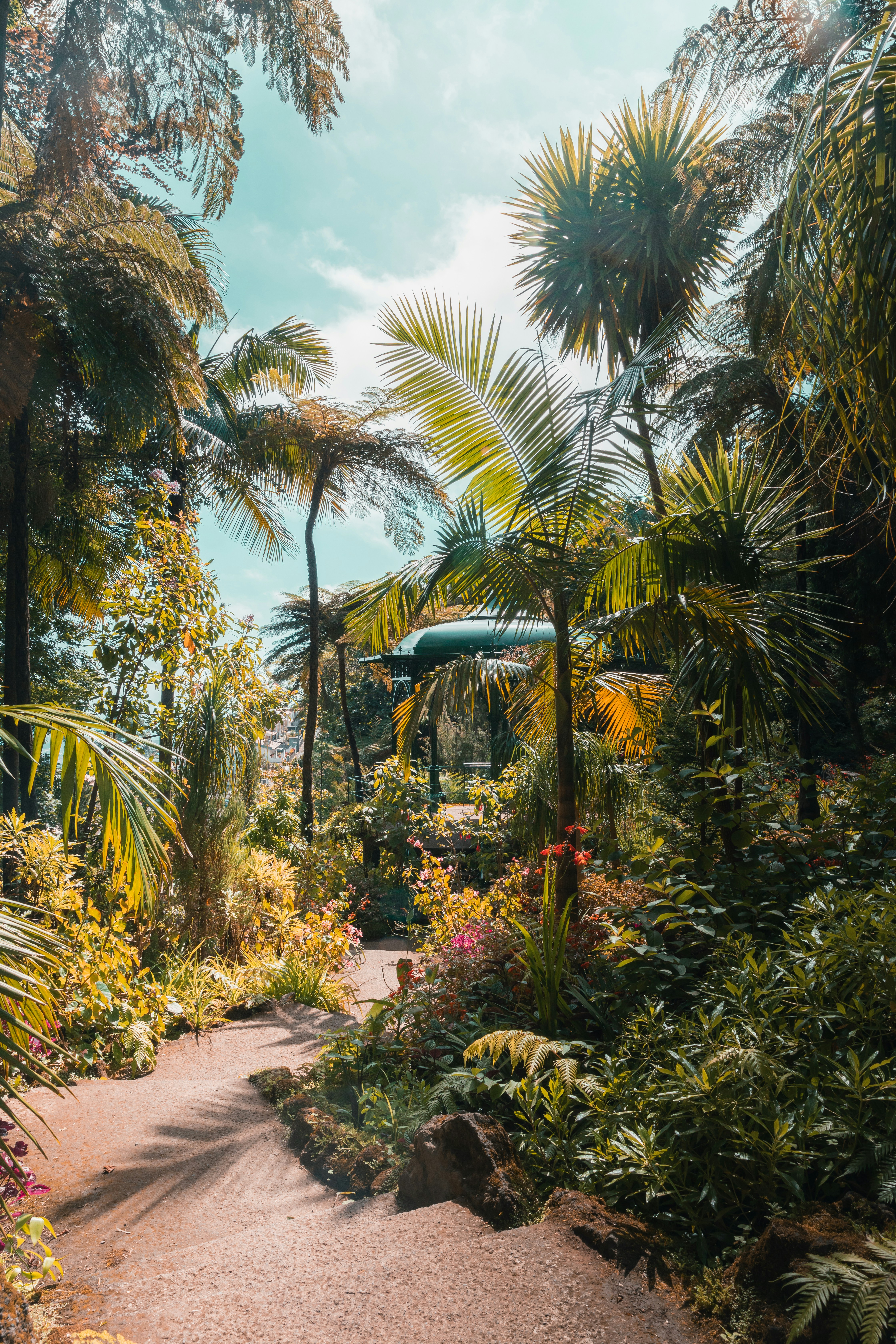 A path through a tropical garden with palm trees