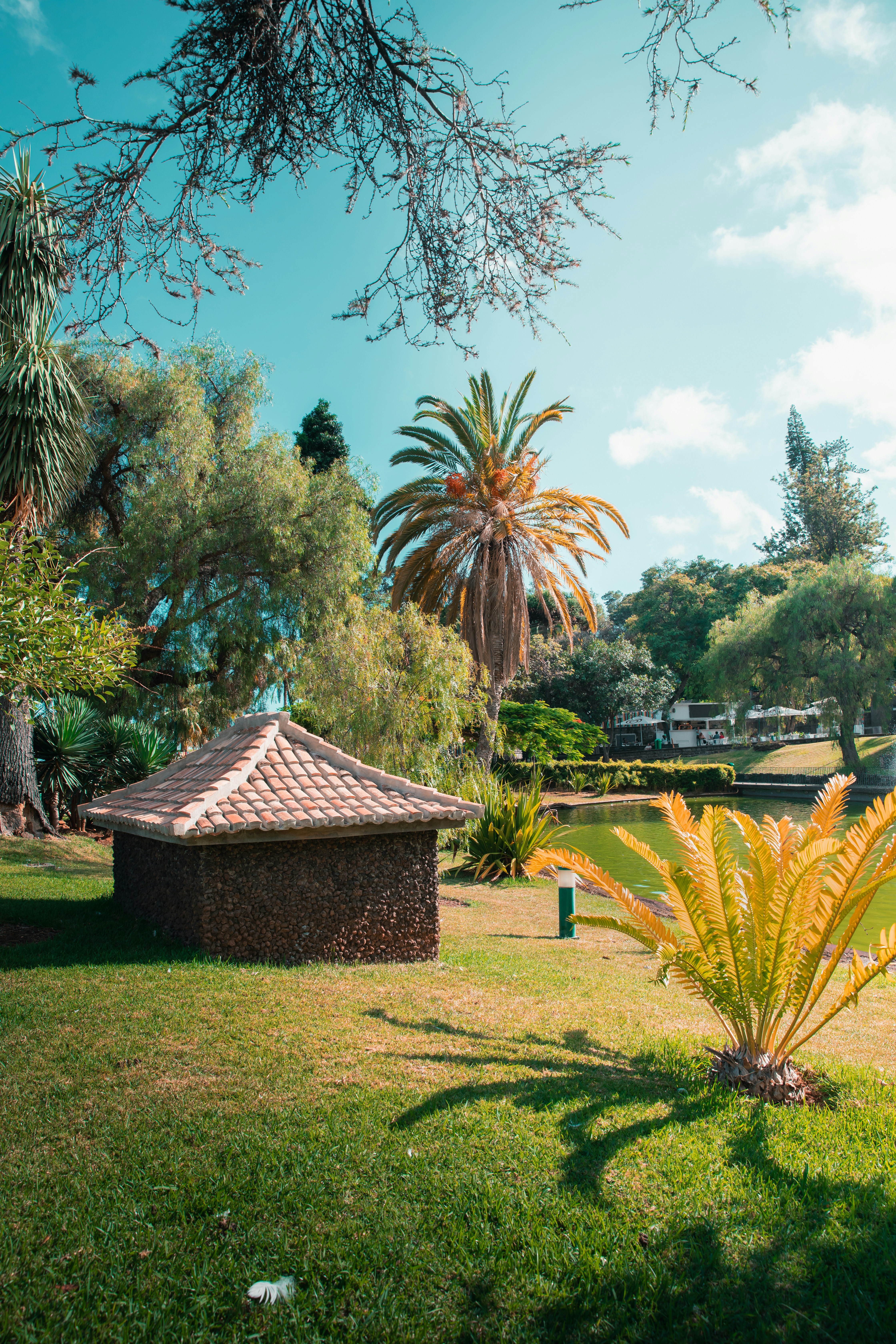 A park with a small pavilion and palm trees