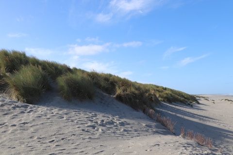 A sandy beach with grass growing out of the sand