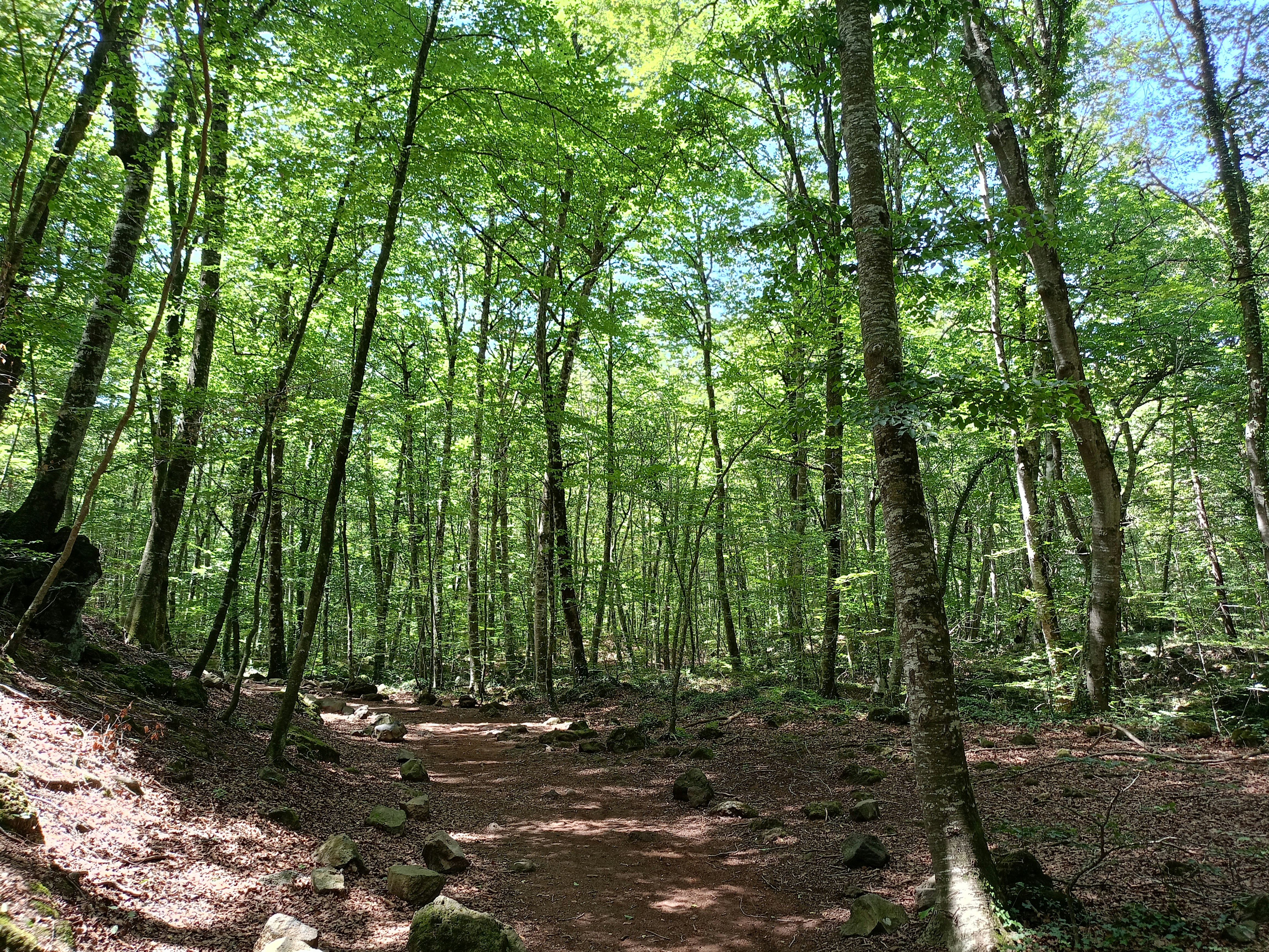 View of La Fageda d'en Jordà in Catalonia.