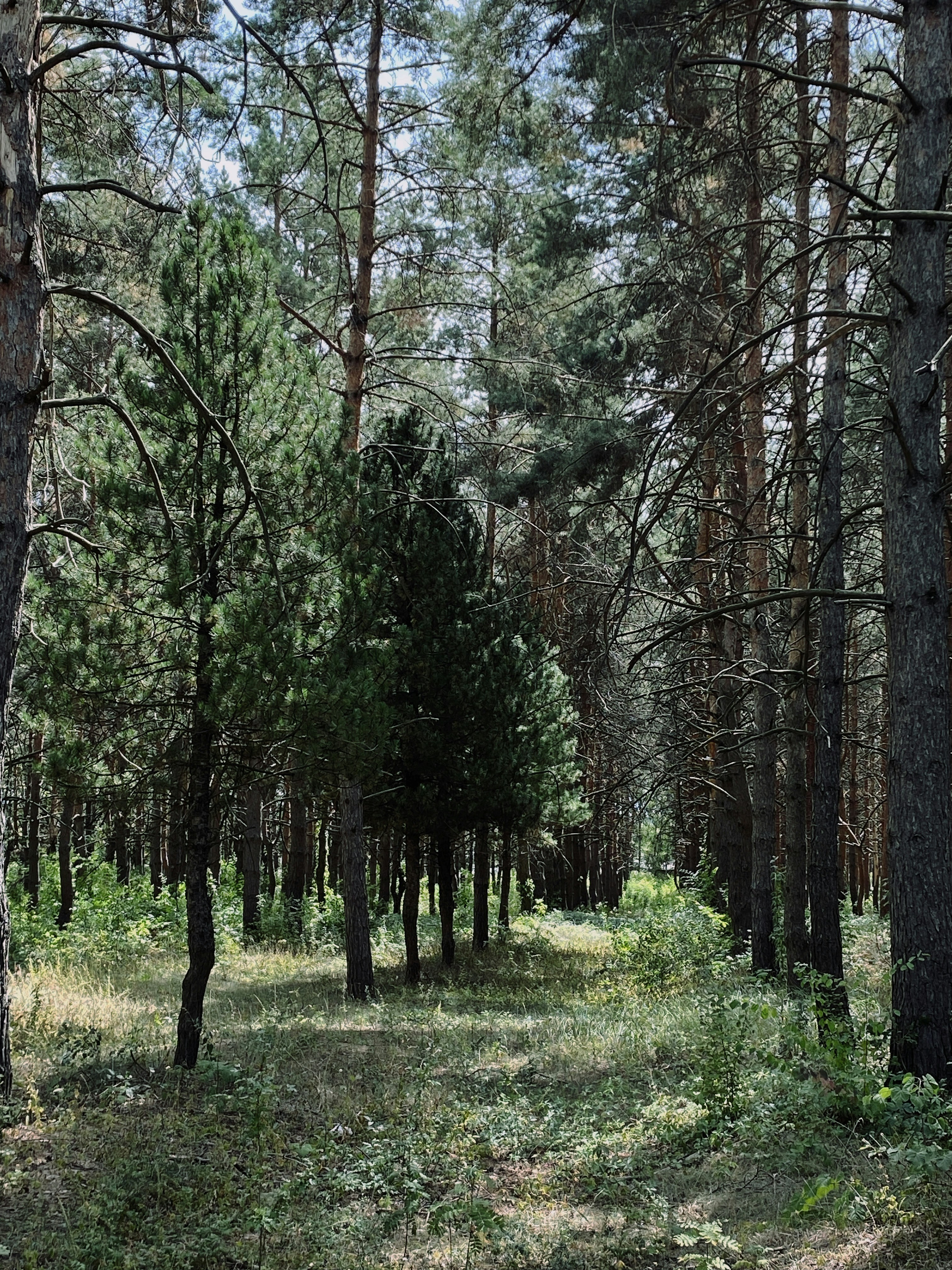 forest wallpaper aesthetic, wallpaper, Long Term Camping Grooming: Stay Fresh Outdoors 4