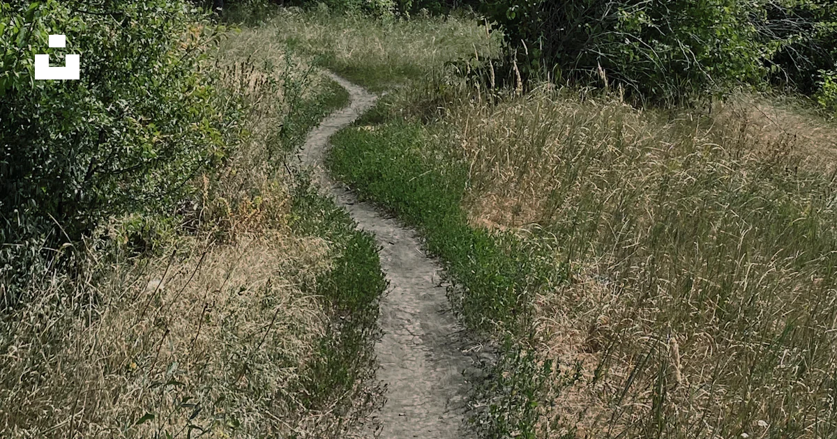 Dirt Path Pattern A dirt path in the middle of a forest photo – Free Nature Image on Unsplash