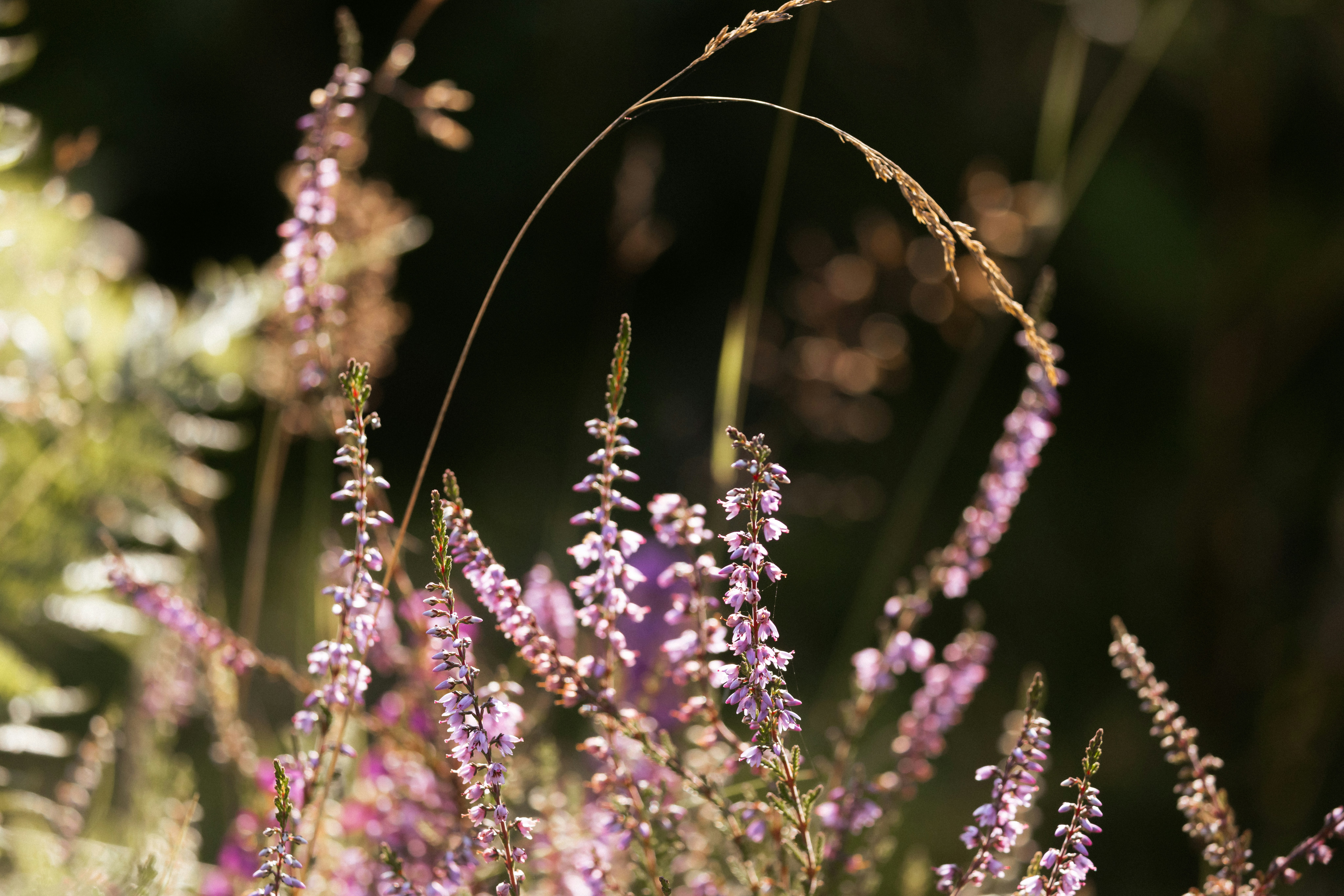 Photo by anniespratt