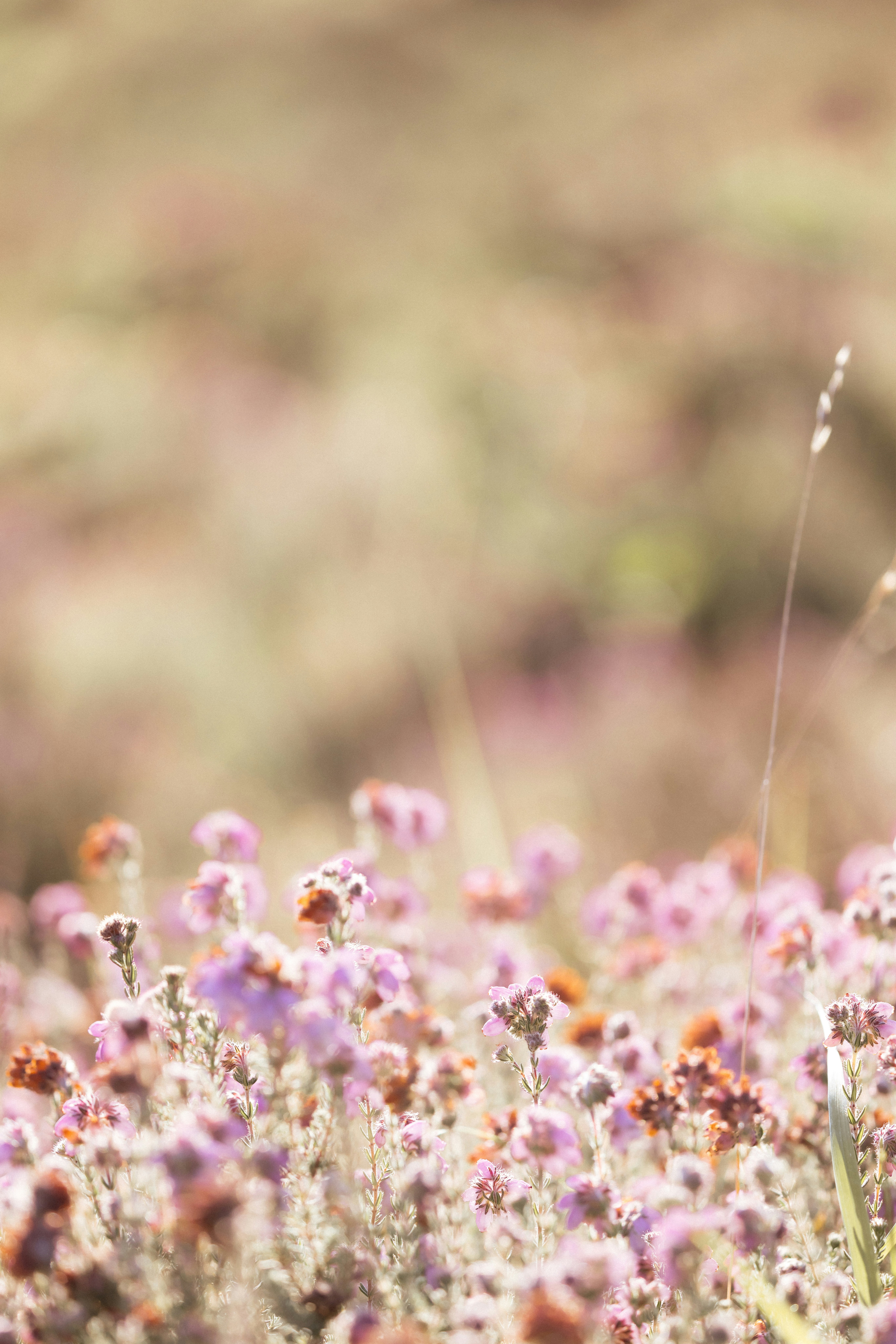 Photo by anniespratt