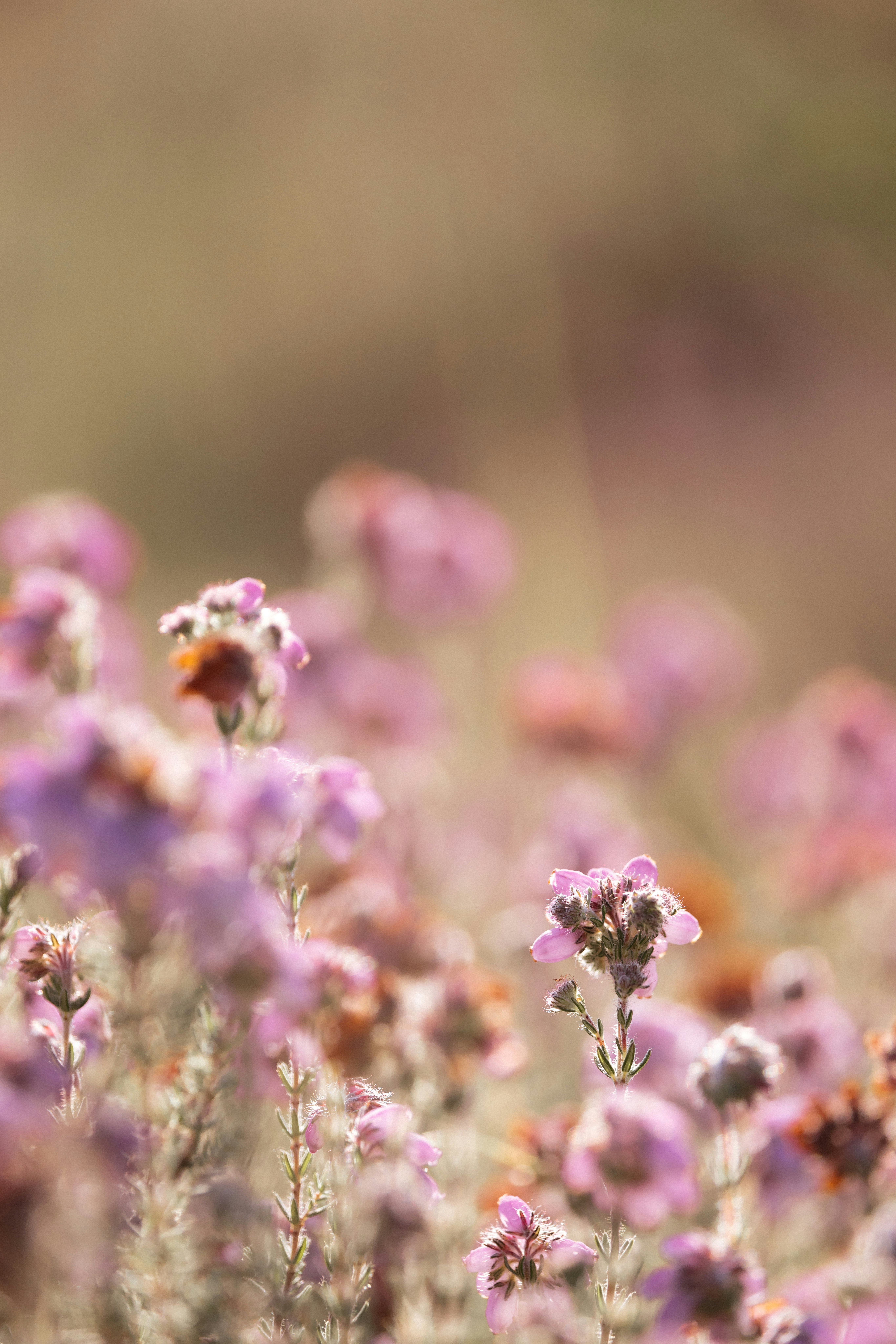 Photo by anniespratt