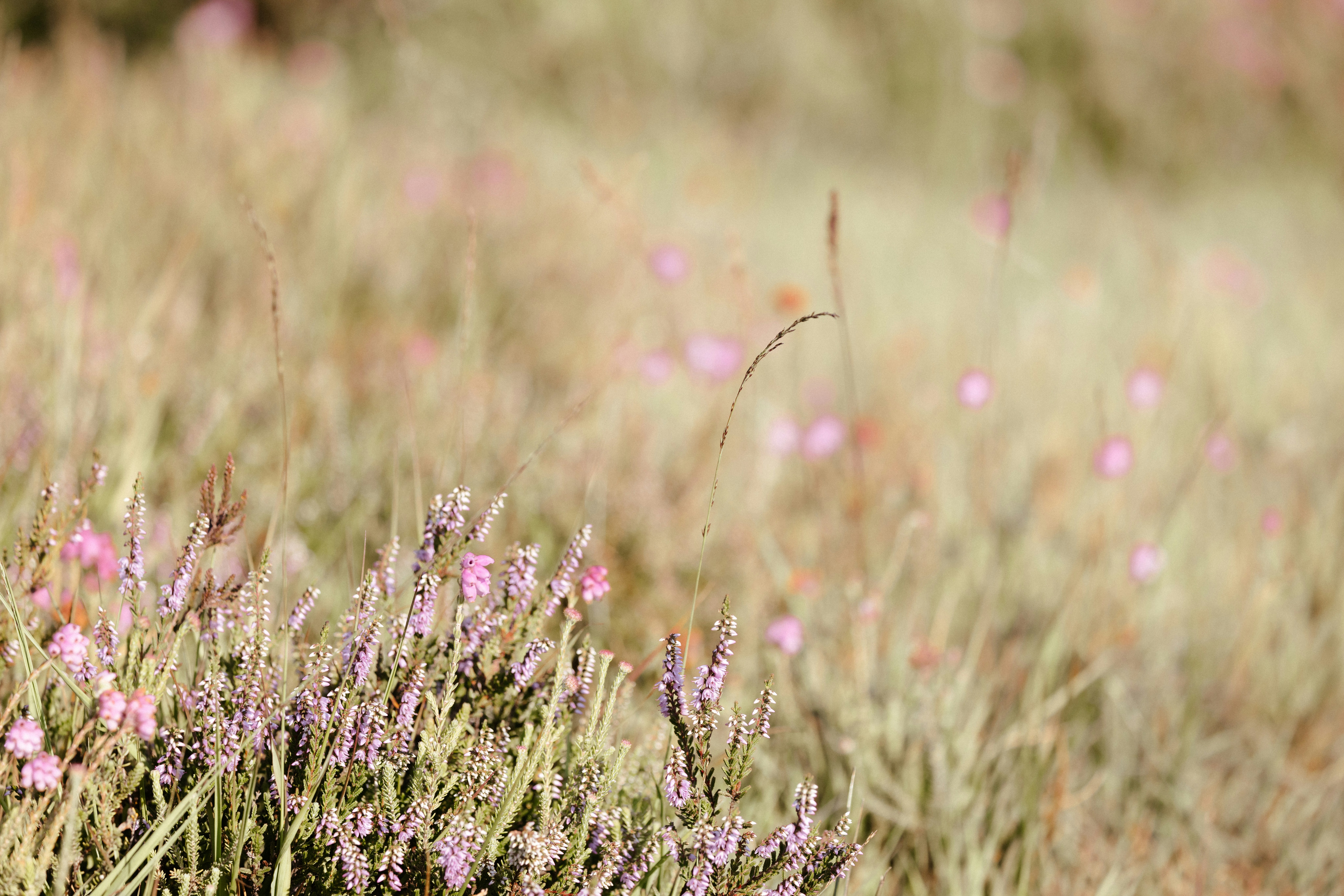 Photo by anniespratt